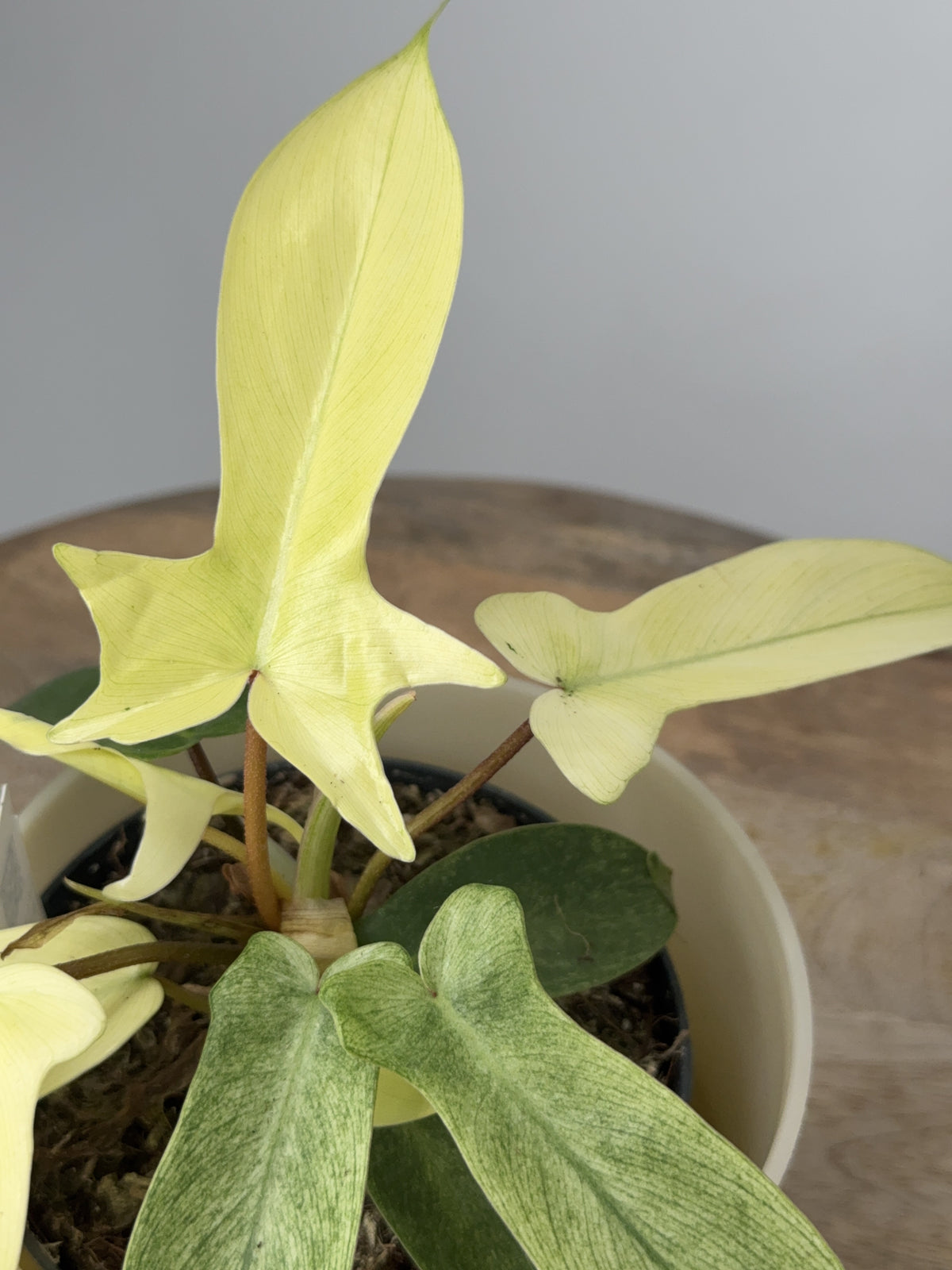 PHILODENDRON FLORIDA GOST M12