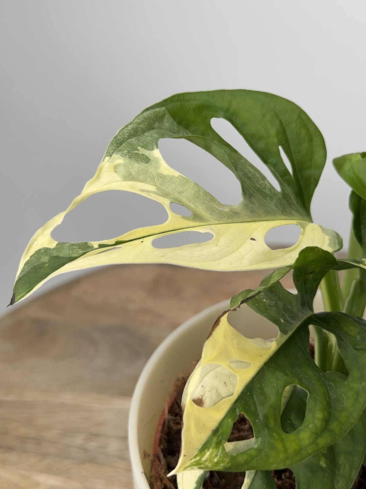 MONSTERA ADANSONII VARIEGATA M12