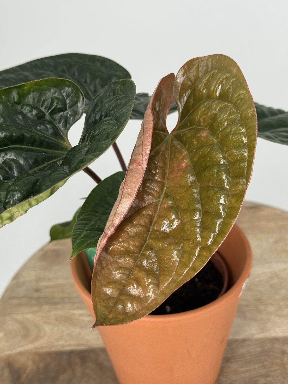 ANTHURIUM RADICANS X LUXURIANS M12