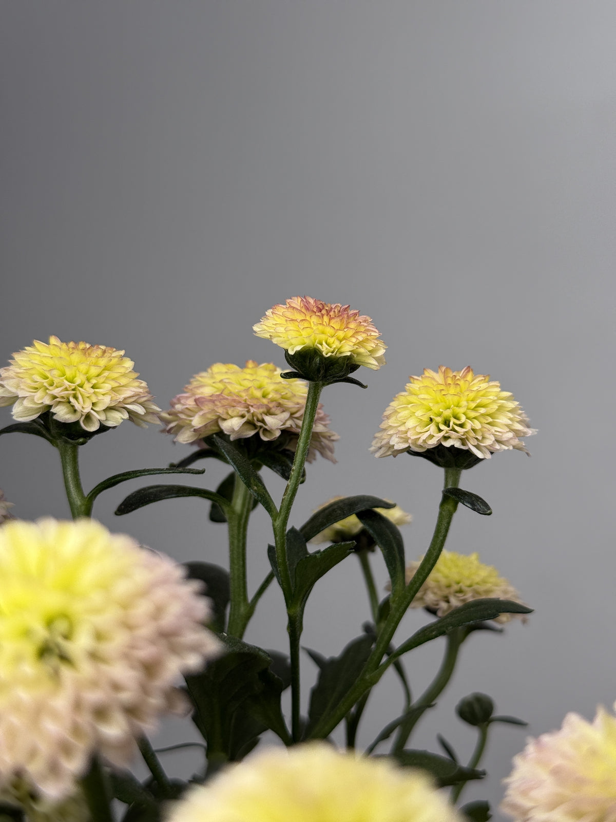 CHRYSANTEMUM IND JELLYFISH MEZCLADO M12