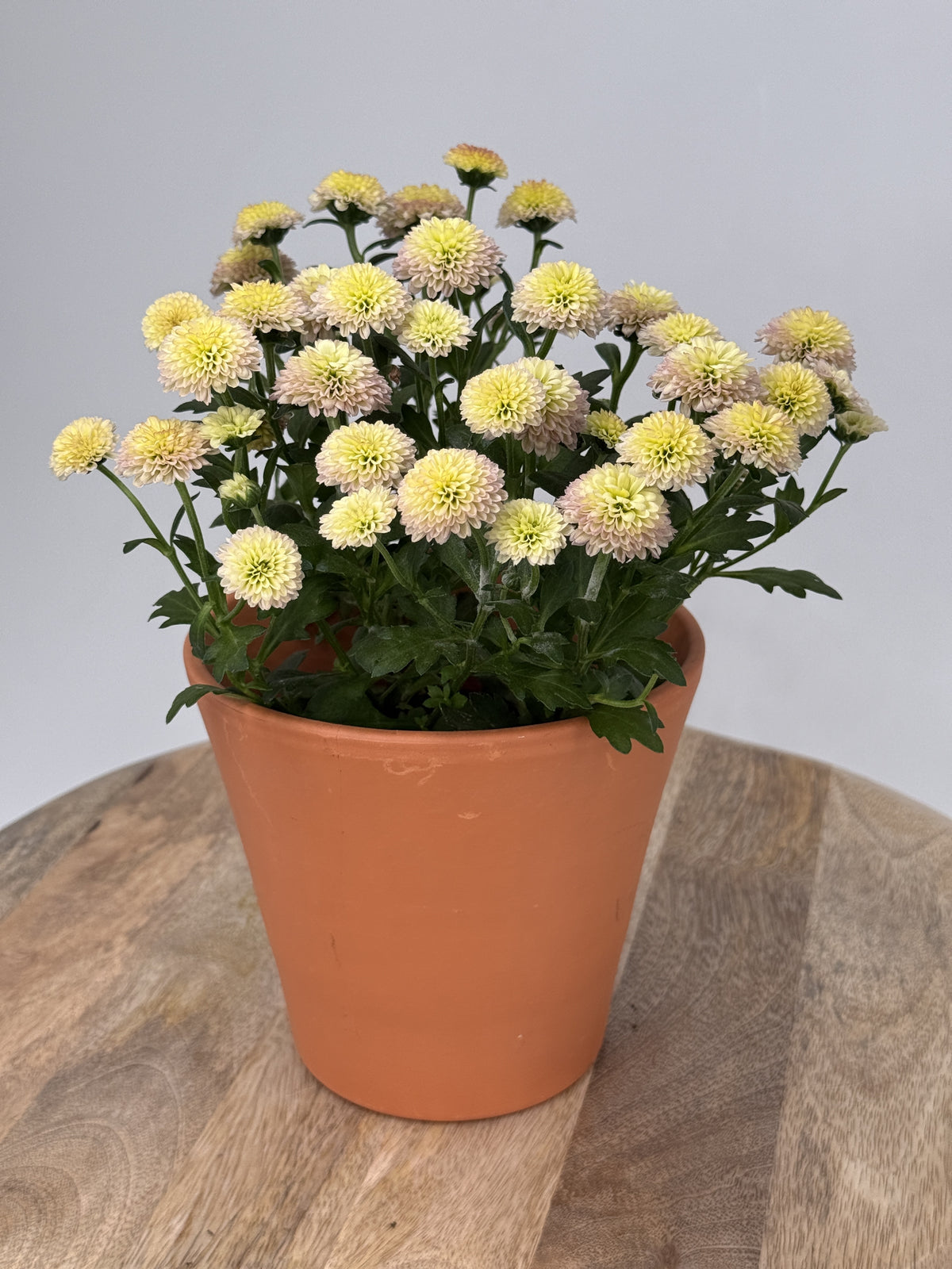 CHRYSANTEMUM IND JELLYFISH MEZCLADO M12