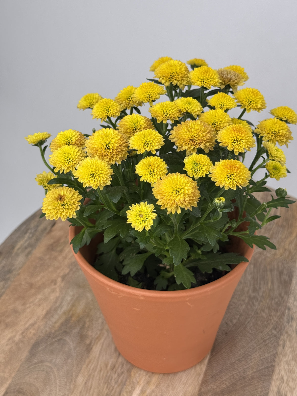 CHRYSANTEMUM IND JELLYFISH MEZCLADO M12