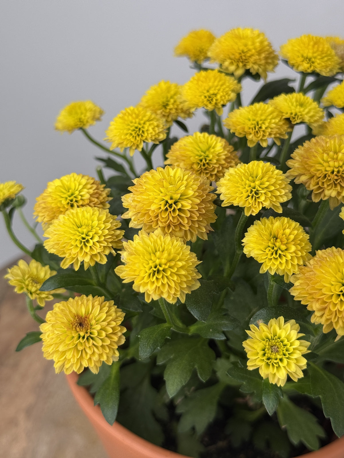 CHRYSANTEMUM IND JELLYFISH MEZCLADO M12