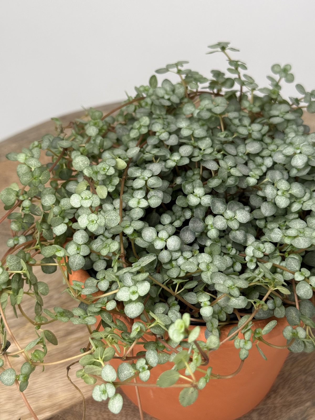 PILEA GLAUCA GREYZY M12