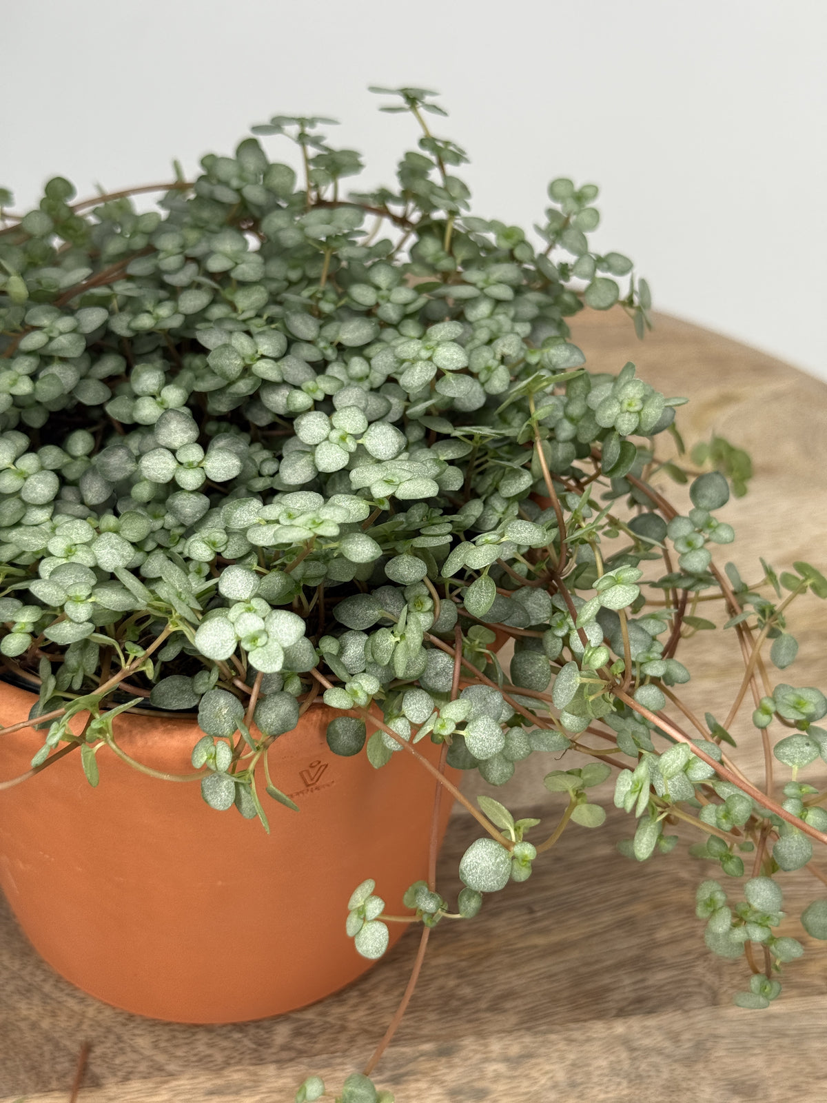 PILEA GLAUCA GREYZY M12
