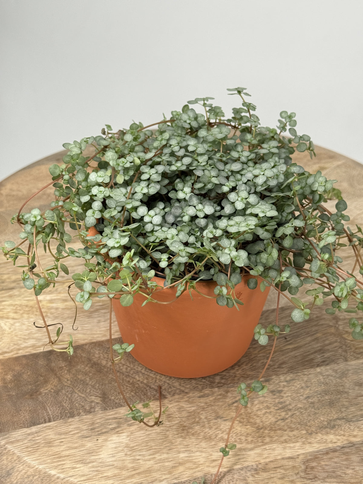 PILEA GLAUCA GREYZY M12
