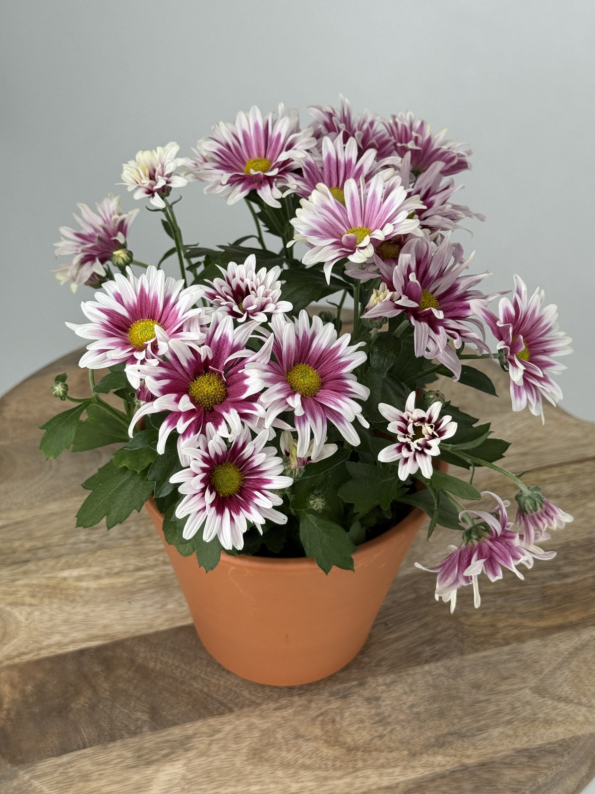 CRISANTEMO INDICUM MIXTO · M12