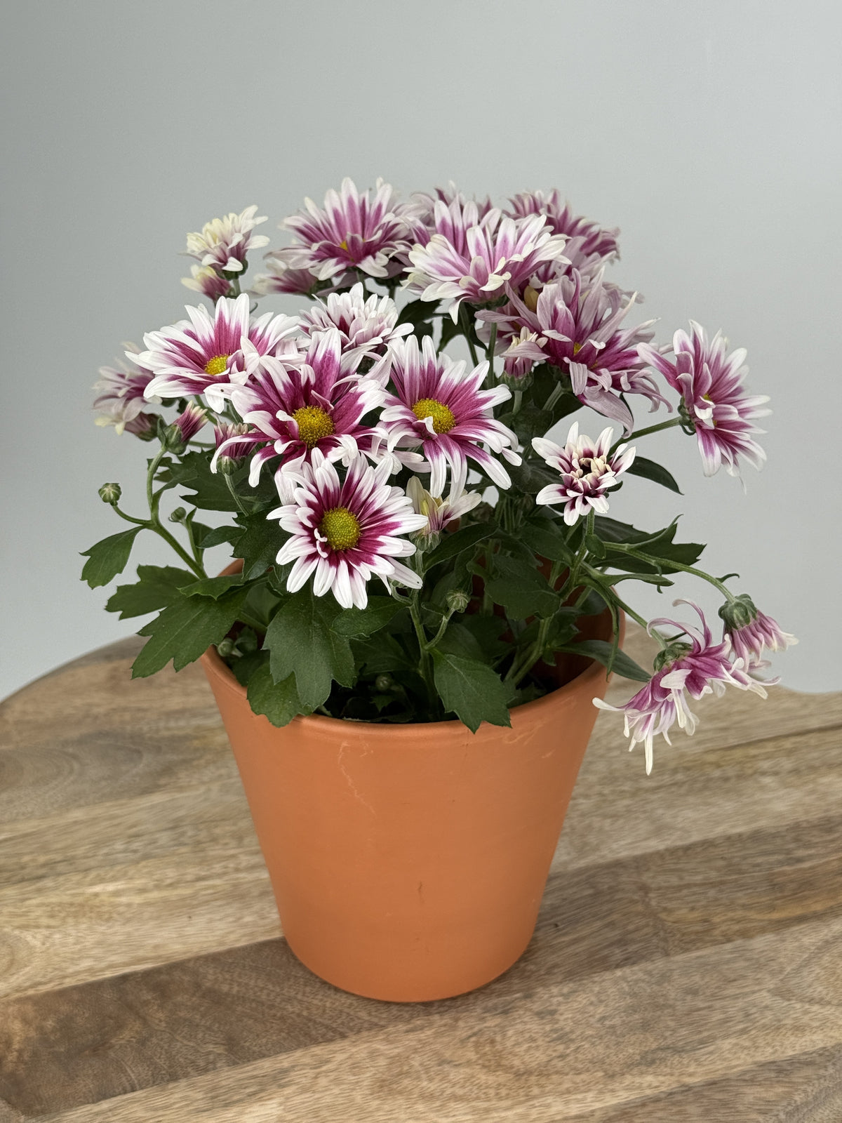 CRISANTEMO INDICUM MIXTO · M12