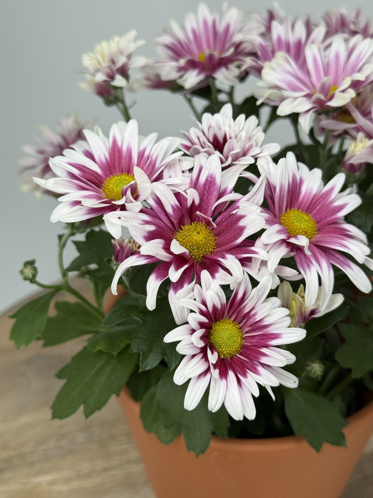 CRISANTEMO INDICUM MIXTO · M12