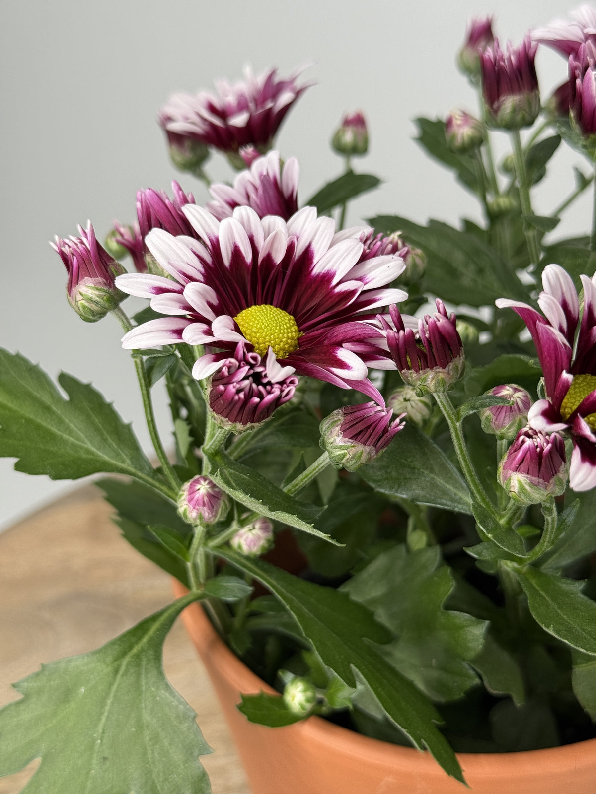 CRISANTEMO INDICUM MIXTO · M12