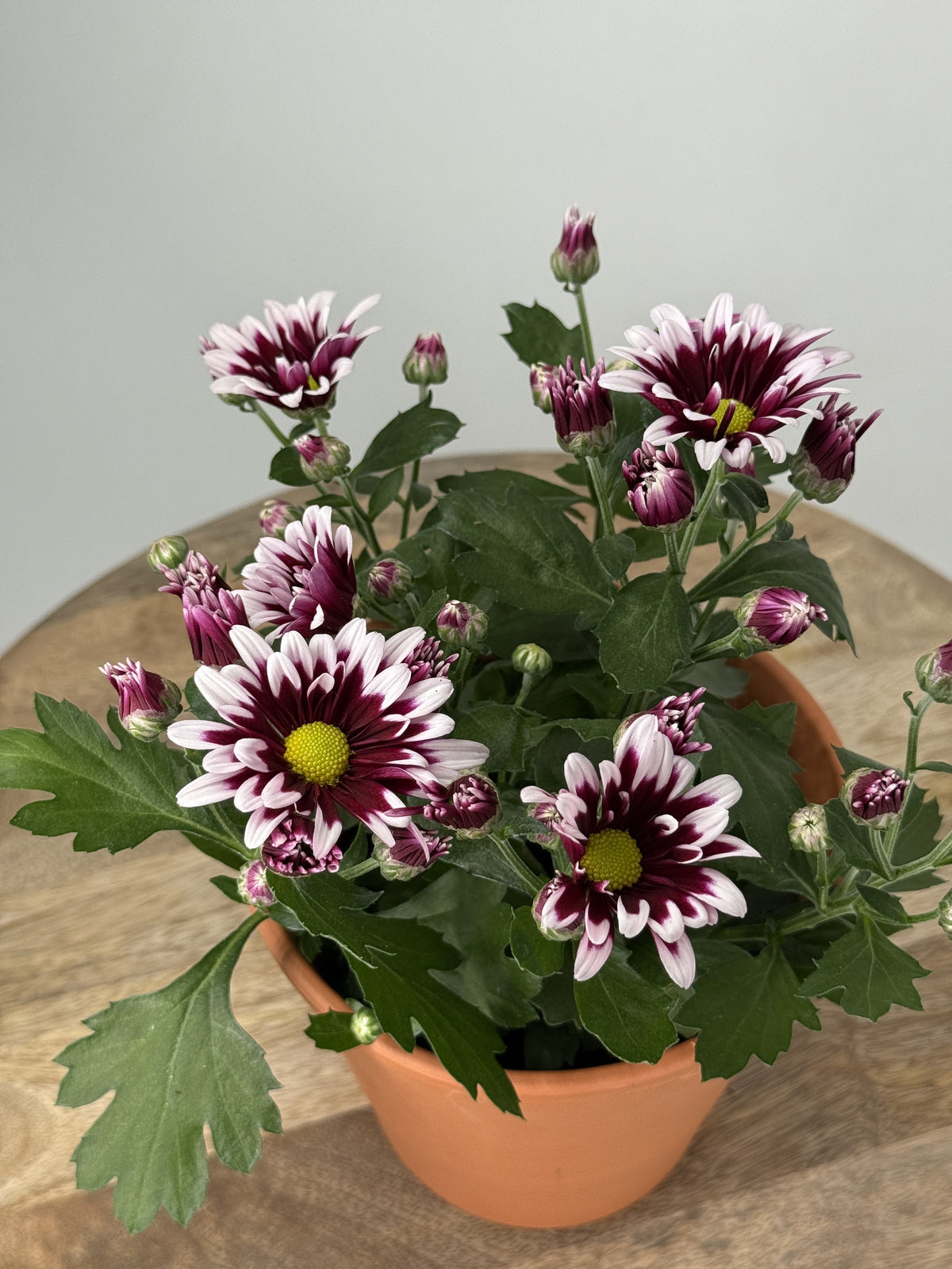 CRISANTEMO INDICUM MIXTO · M12
