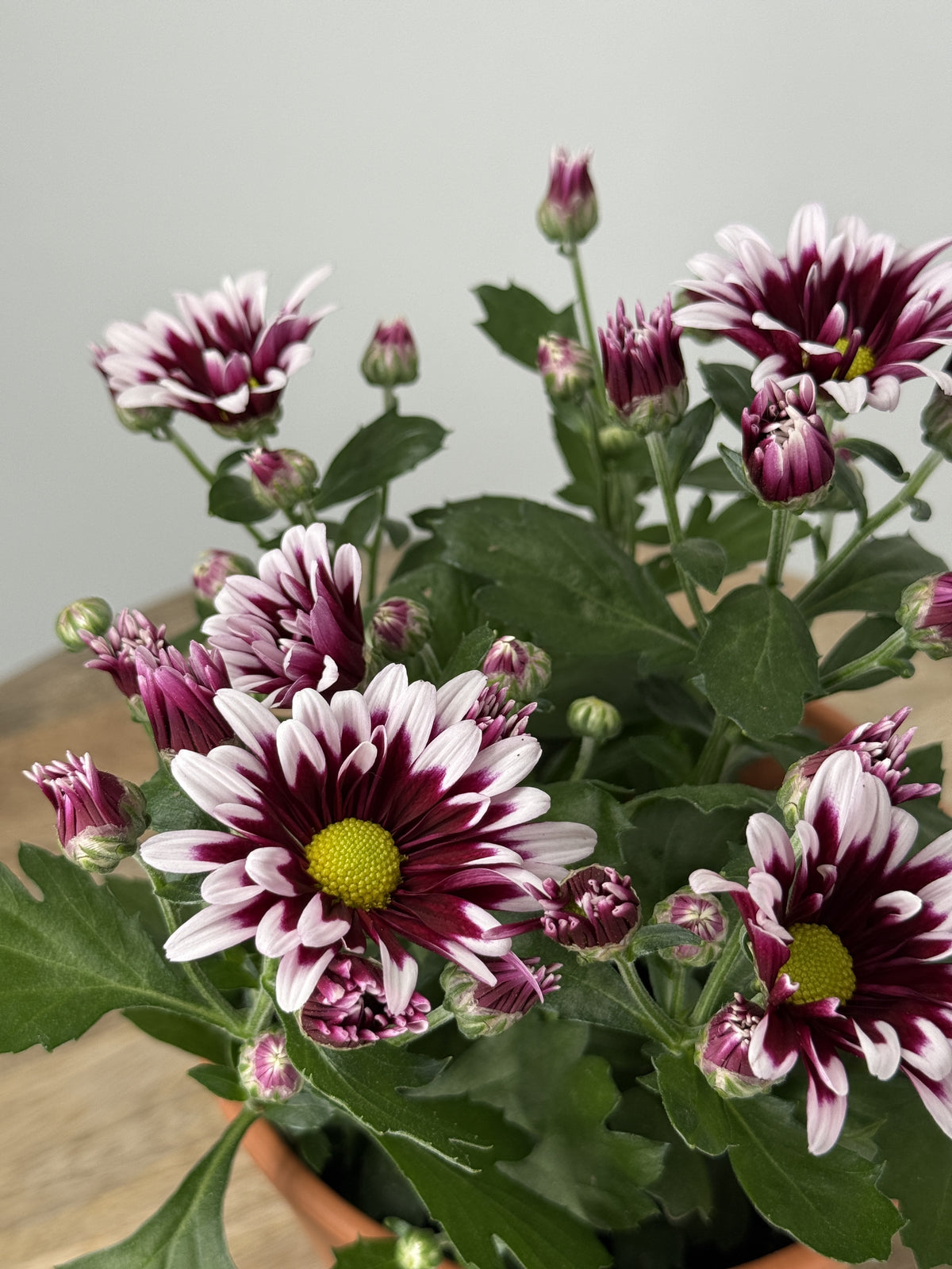 CRISANTEMO INDICUM MIXTO · M12