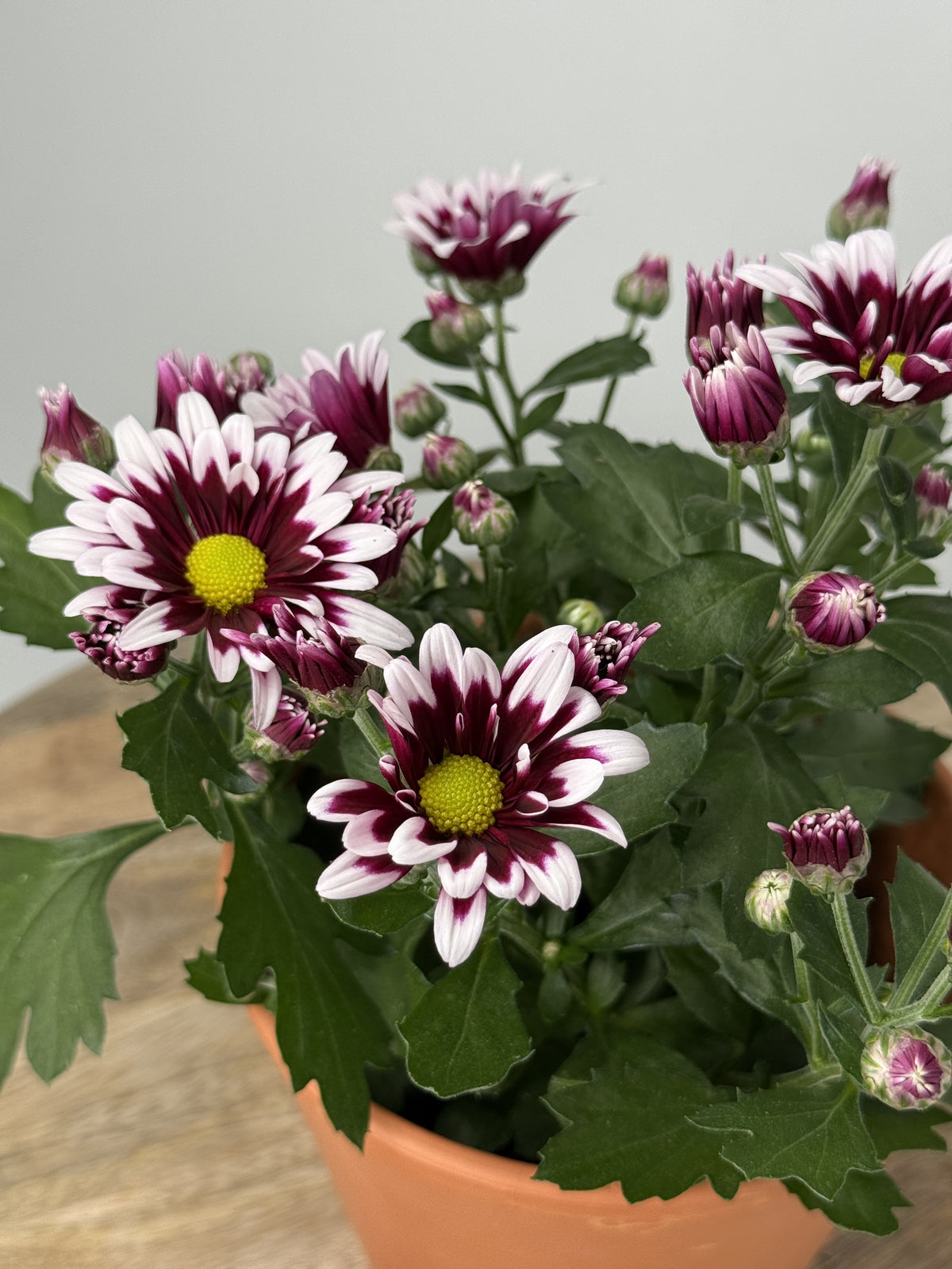CRISANTEMO INDICUM MIXTO · M12