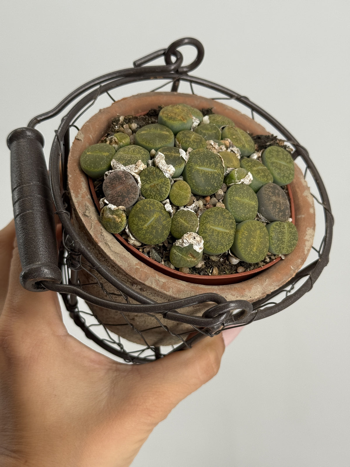 LITHOPS MIX M8,5