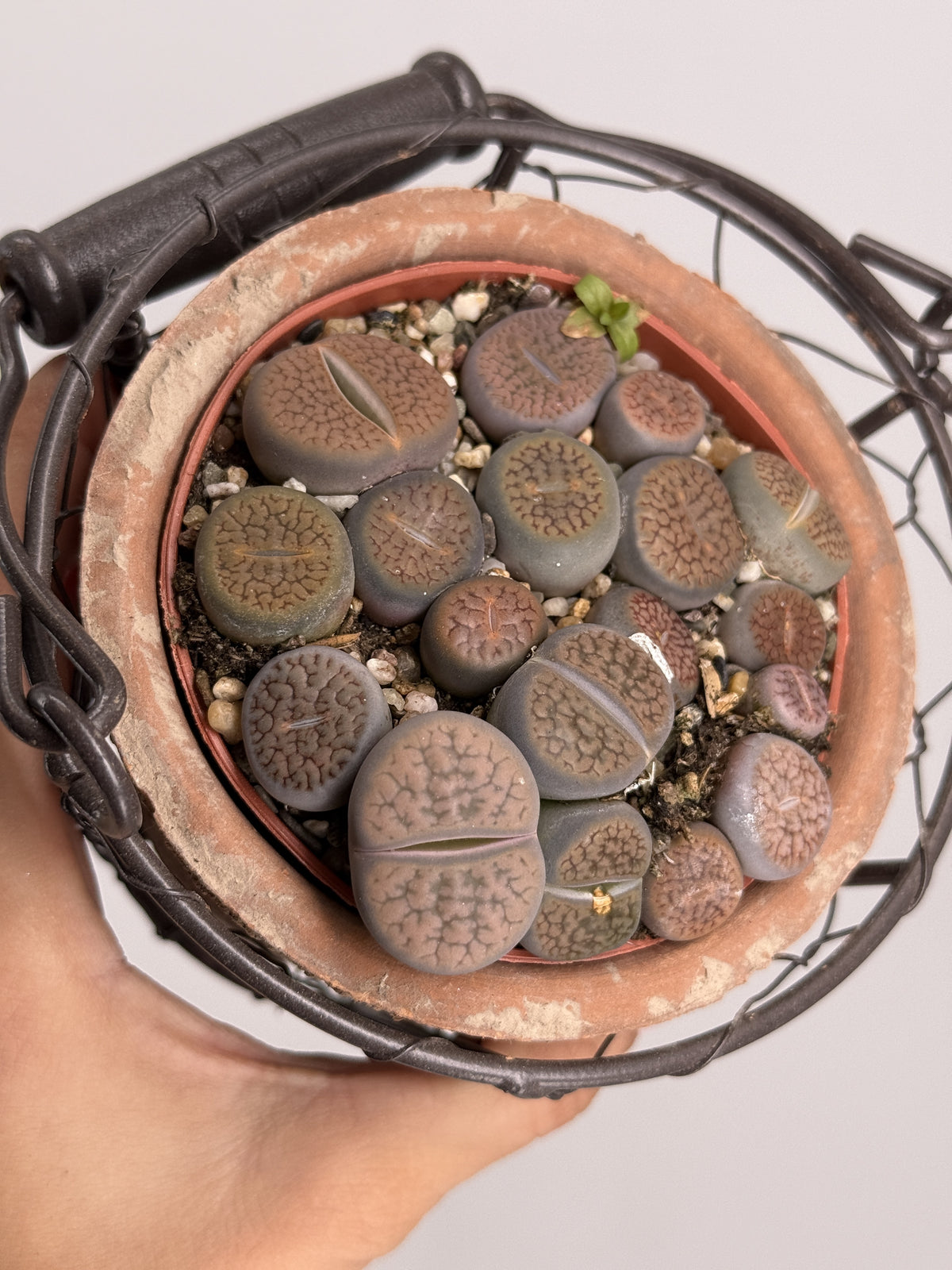 LITHOPS MIX M8,5