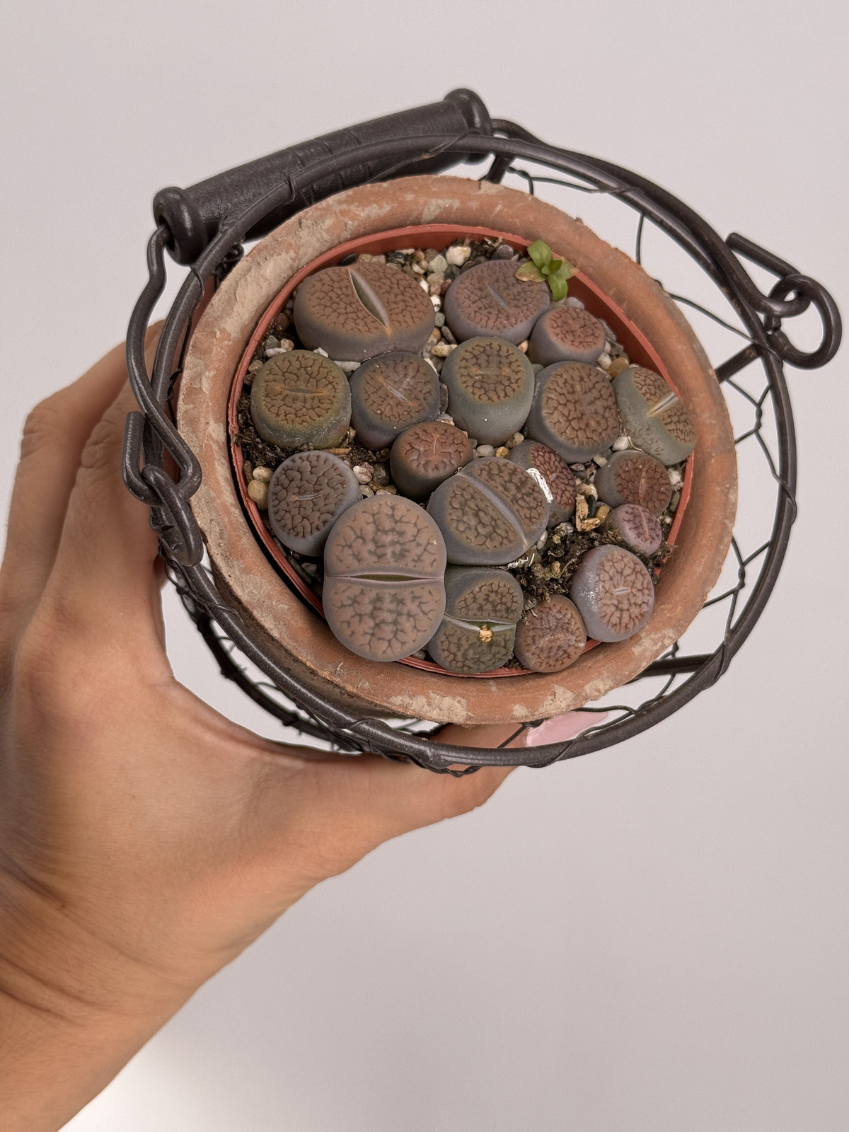 LITHOPS MIX M8,5