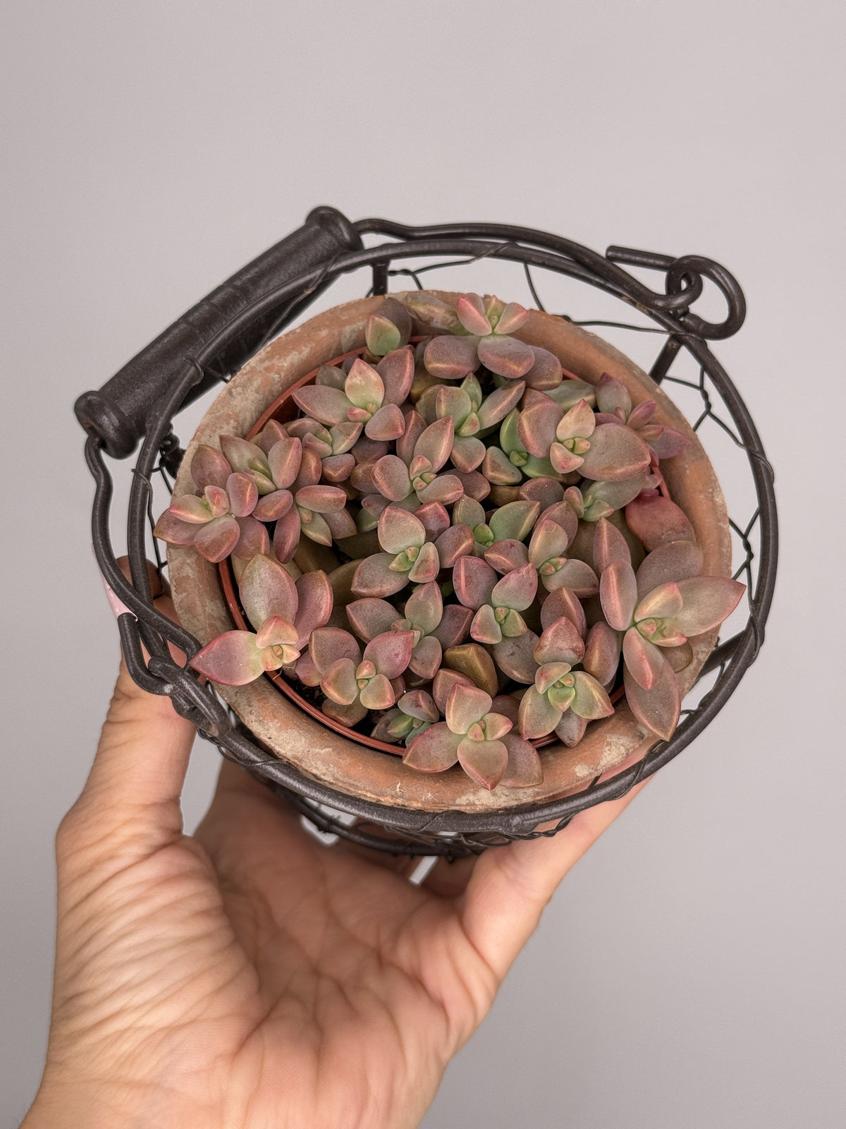 SEDUM MIX M8,5