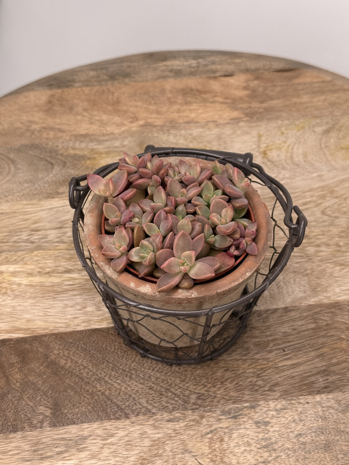 SEDUM MIX M8,5