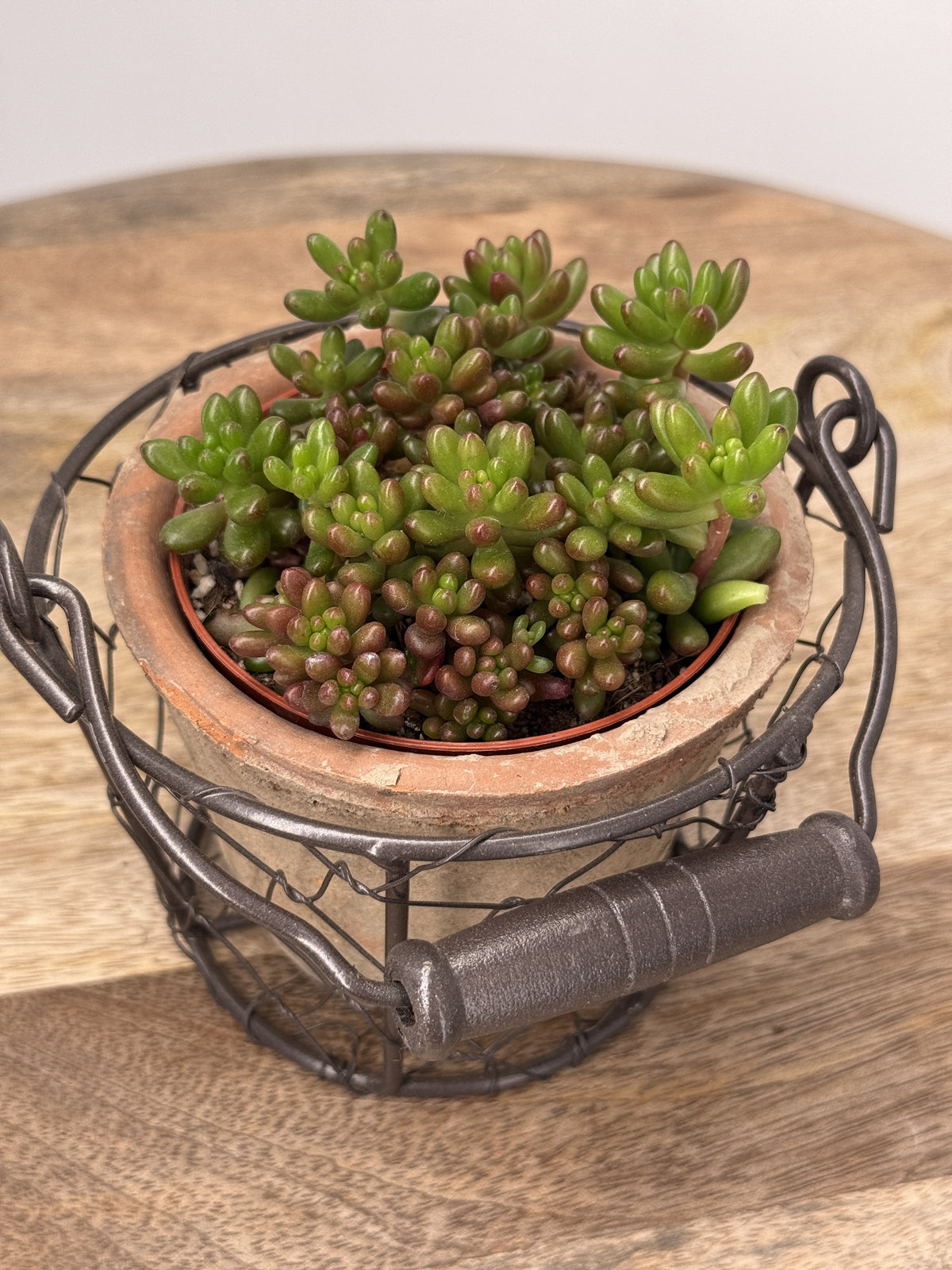 SEDUM MIX M8,5