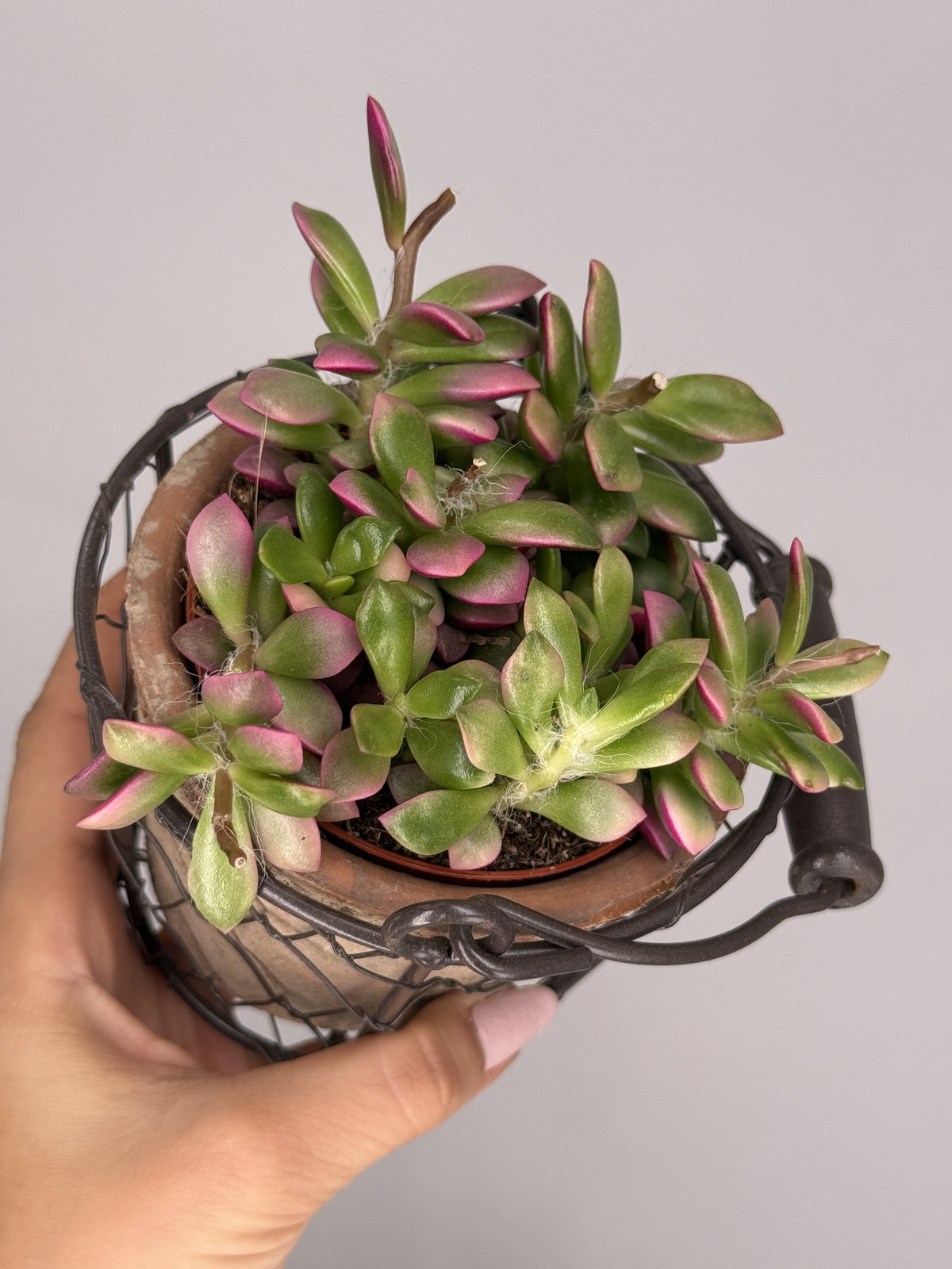 CRASSULA ANACAMPSEROS M9