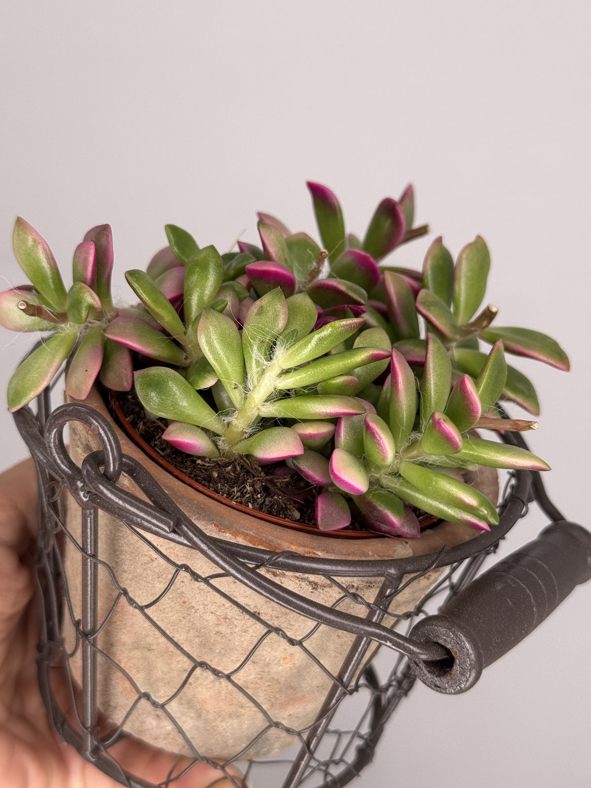 CRASSULA ANACAMPSEROS M9
