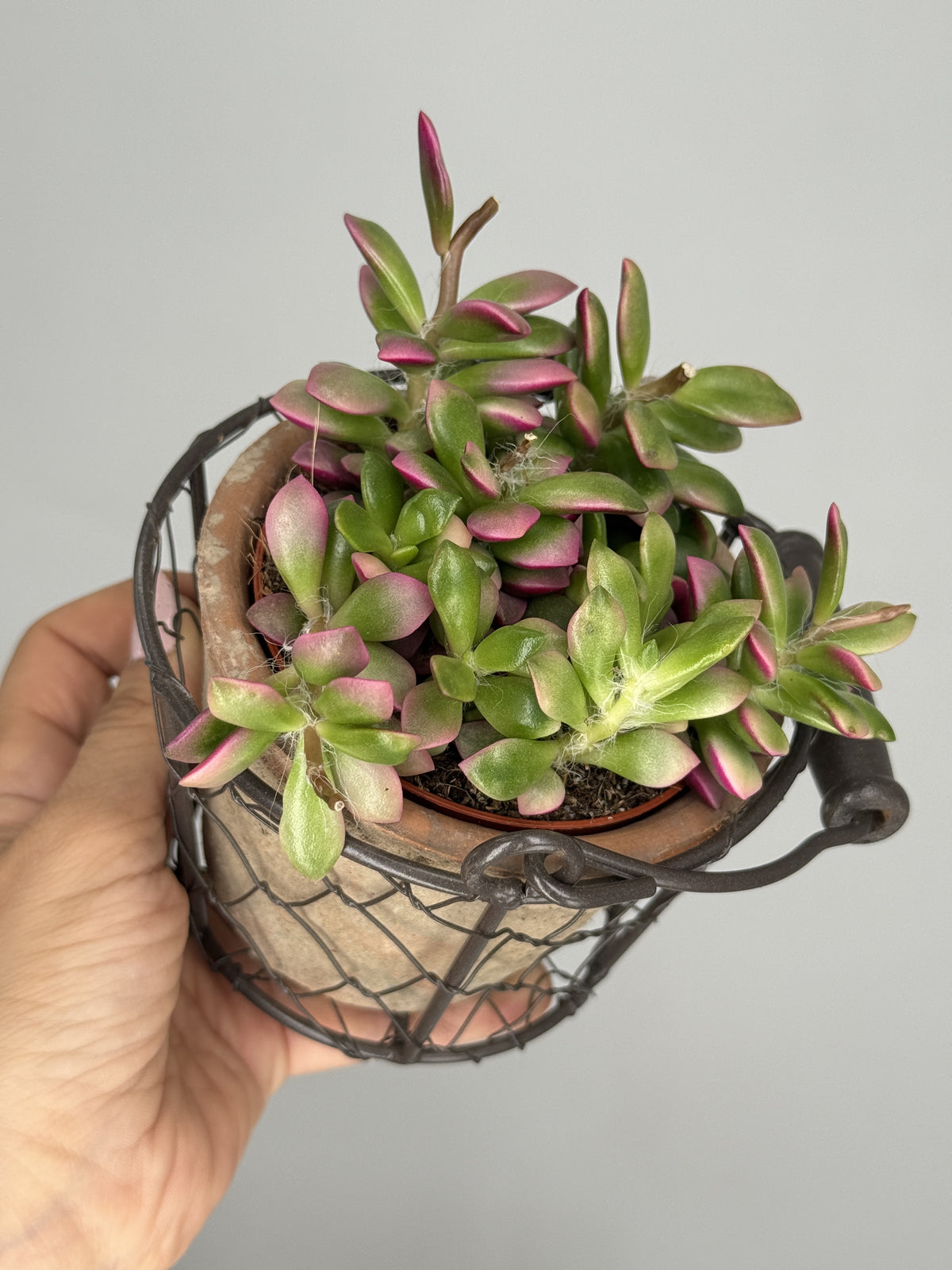 CRASSULA ANACAMPSEROS M9