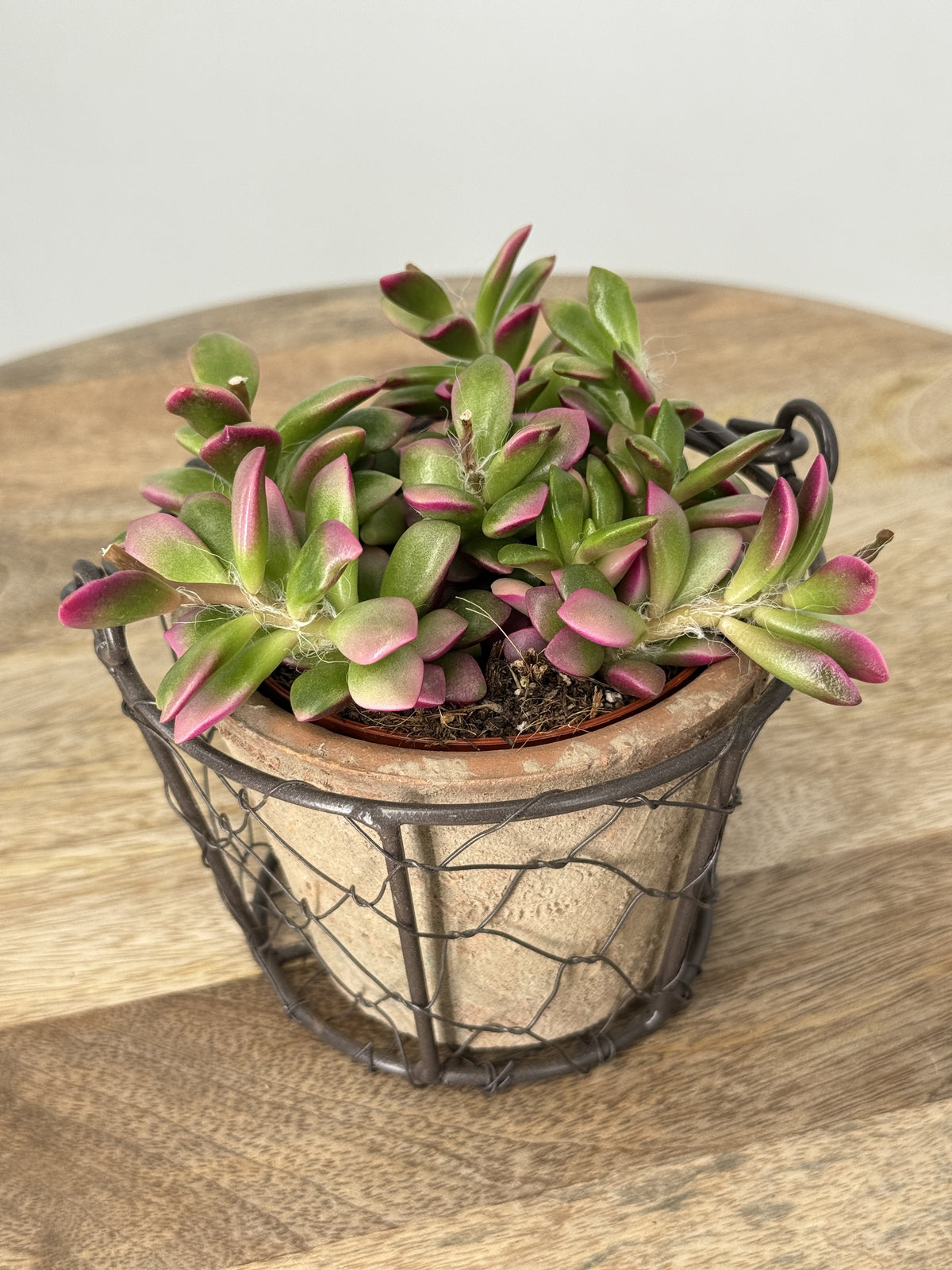 CRASSULA ANACAMPSEROS M9