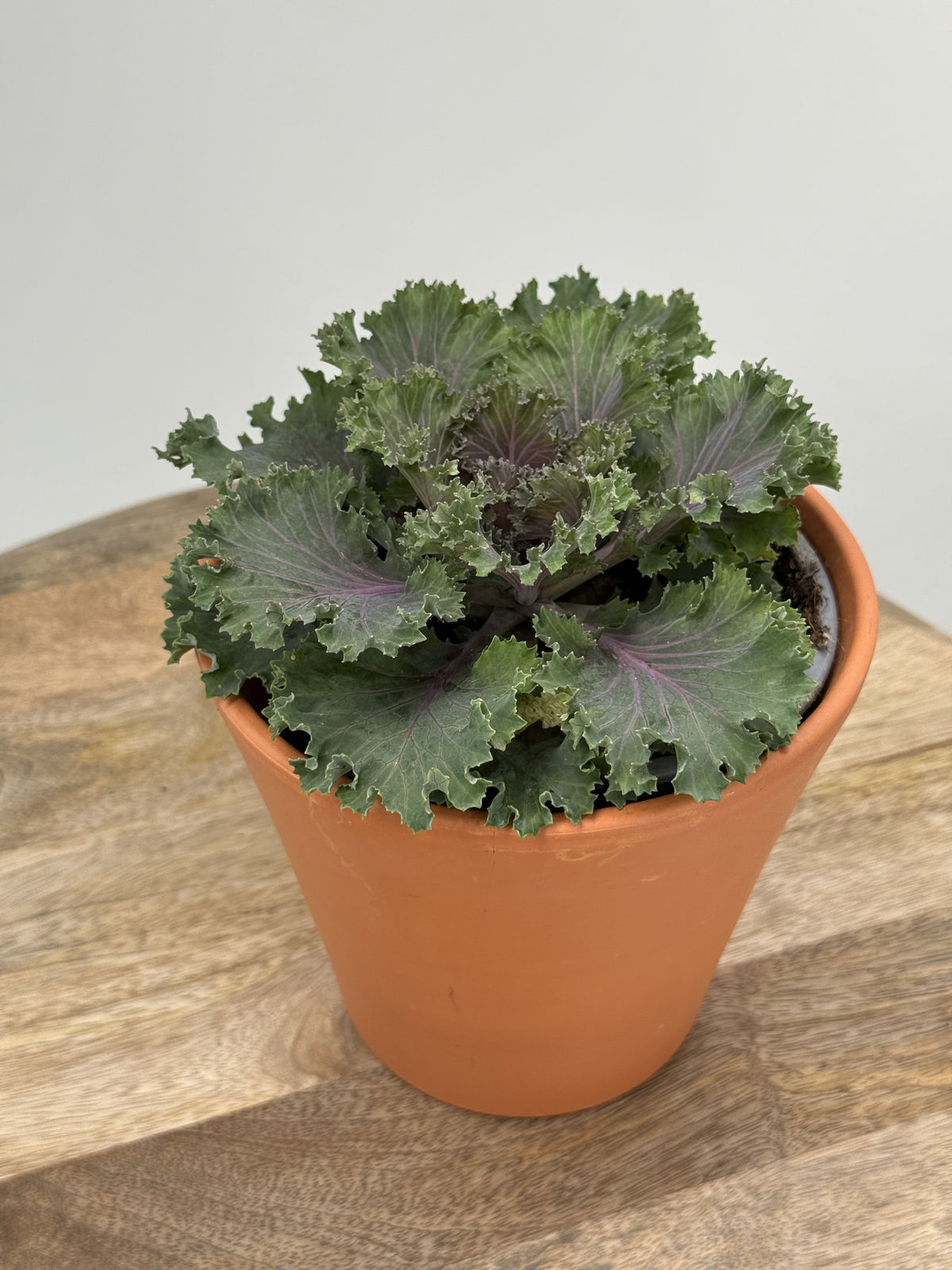 COL BRASSICA  SURTIDA