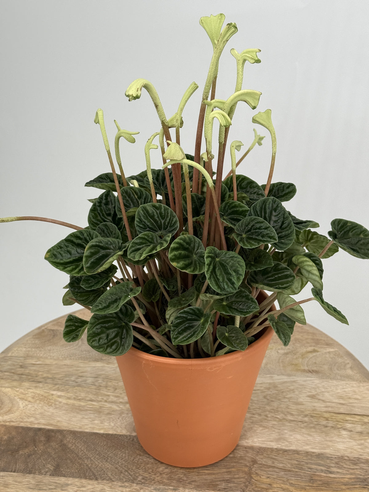 PEPEROMIA LILIAN M12
