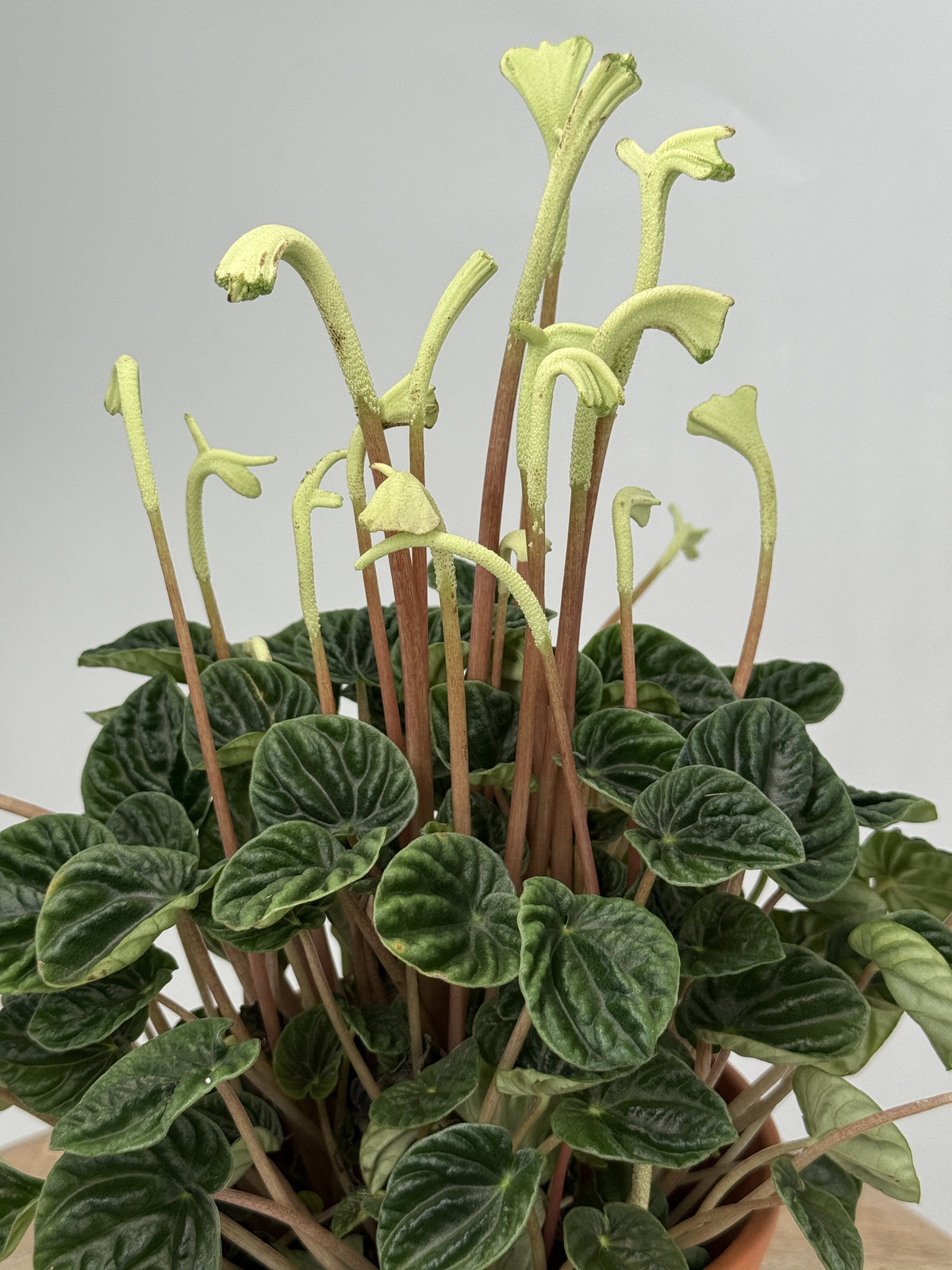 PEPEROMIA LILIAN M12