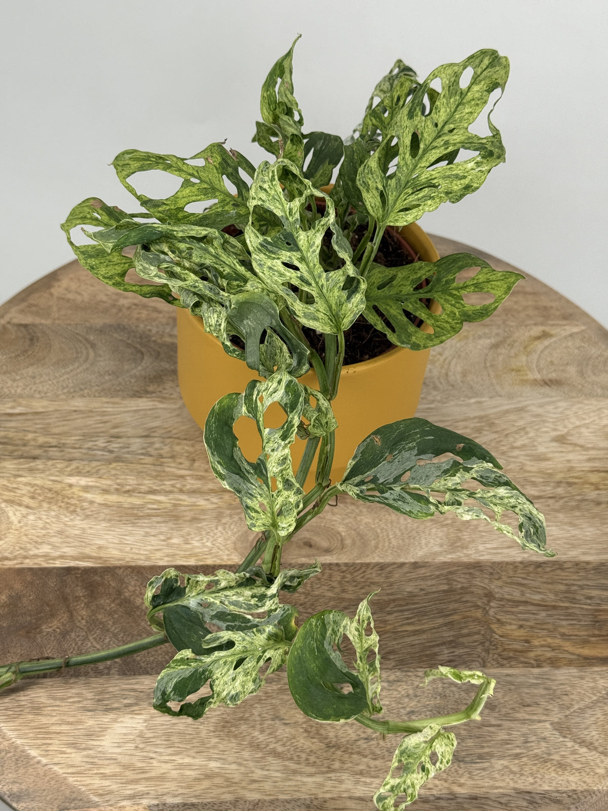 MONSTERA FROZEN FRECKLES M12