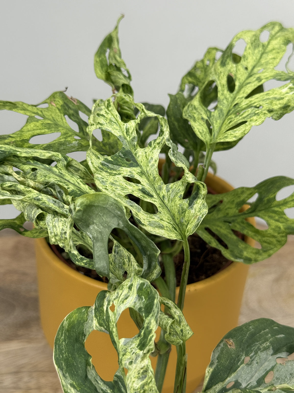 MONSTERA FROZEN FRECKLES M12