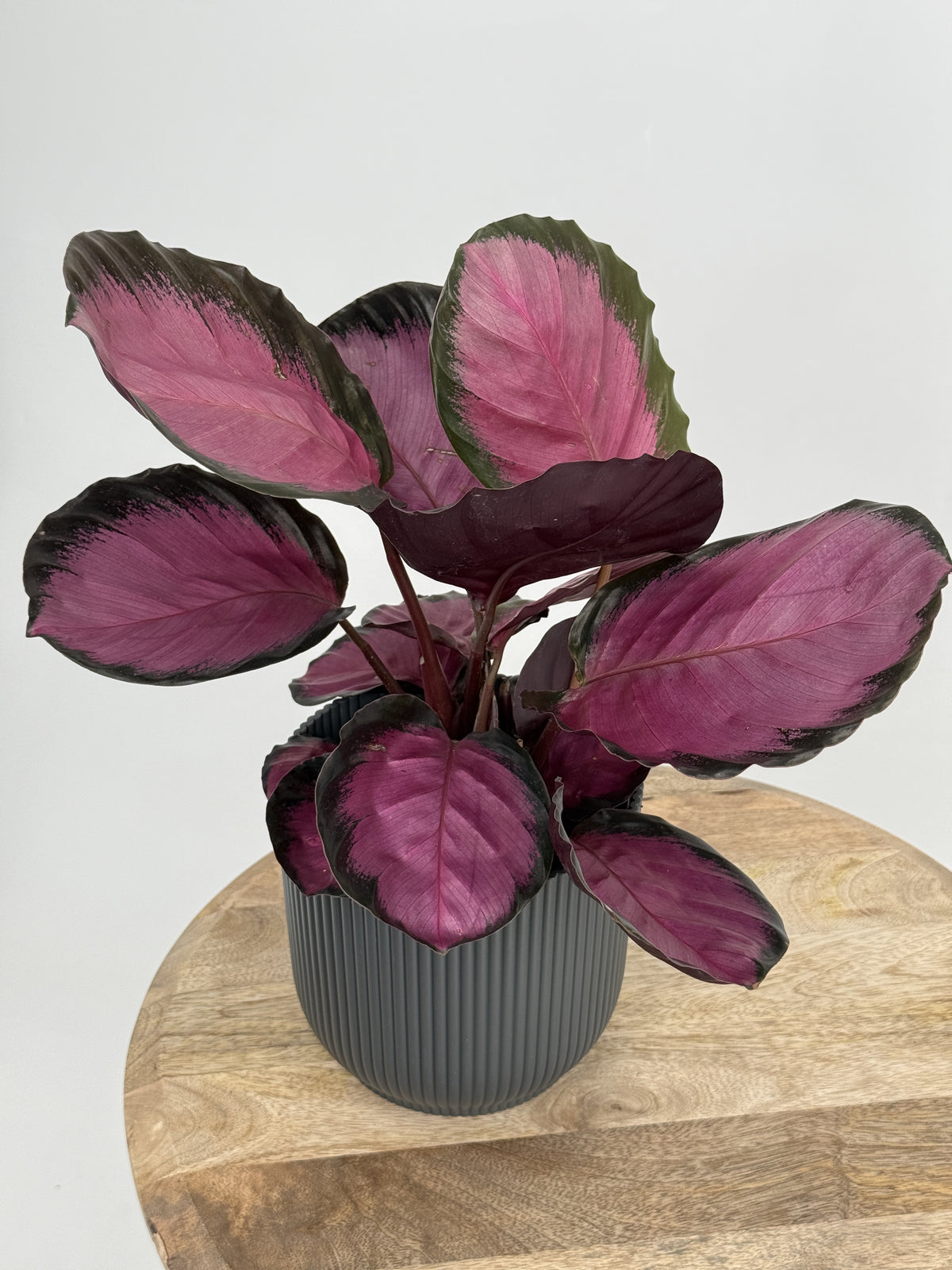 CALATHEA ROSEOPICTA CRIMSON