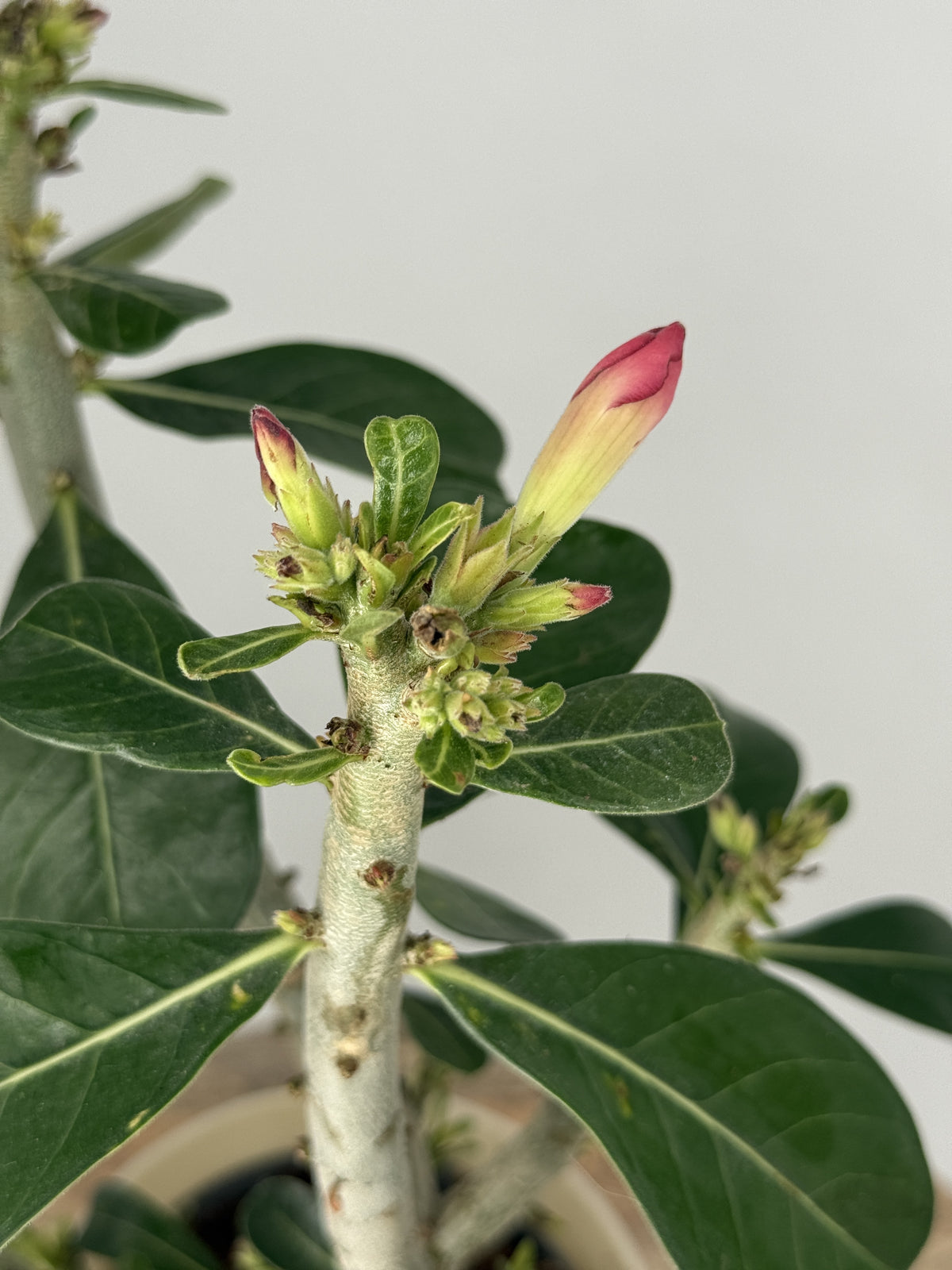 ADENIUM OBESUM M14