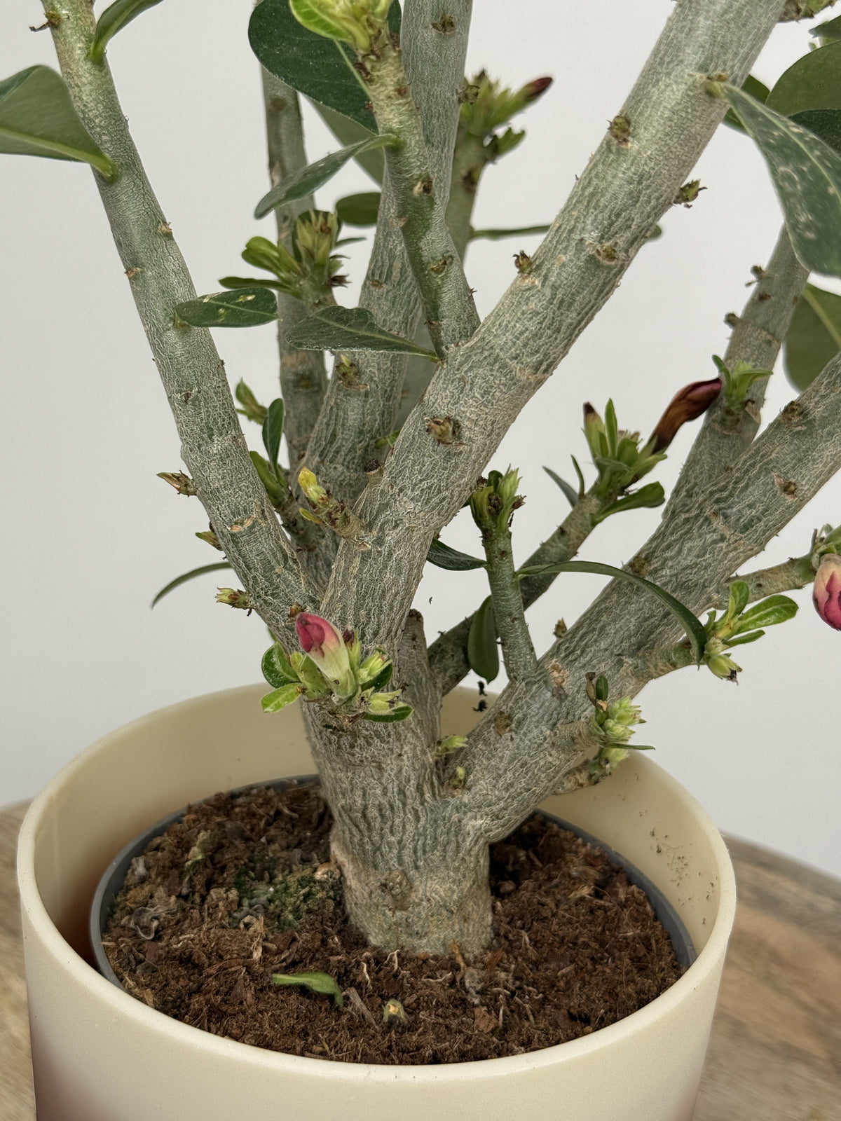 ADENIUM OBESUM M14
