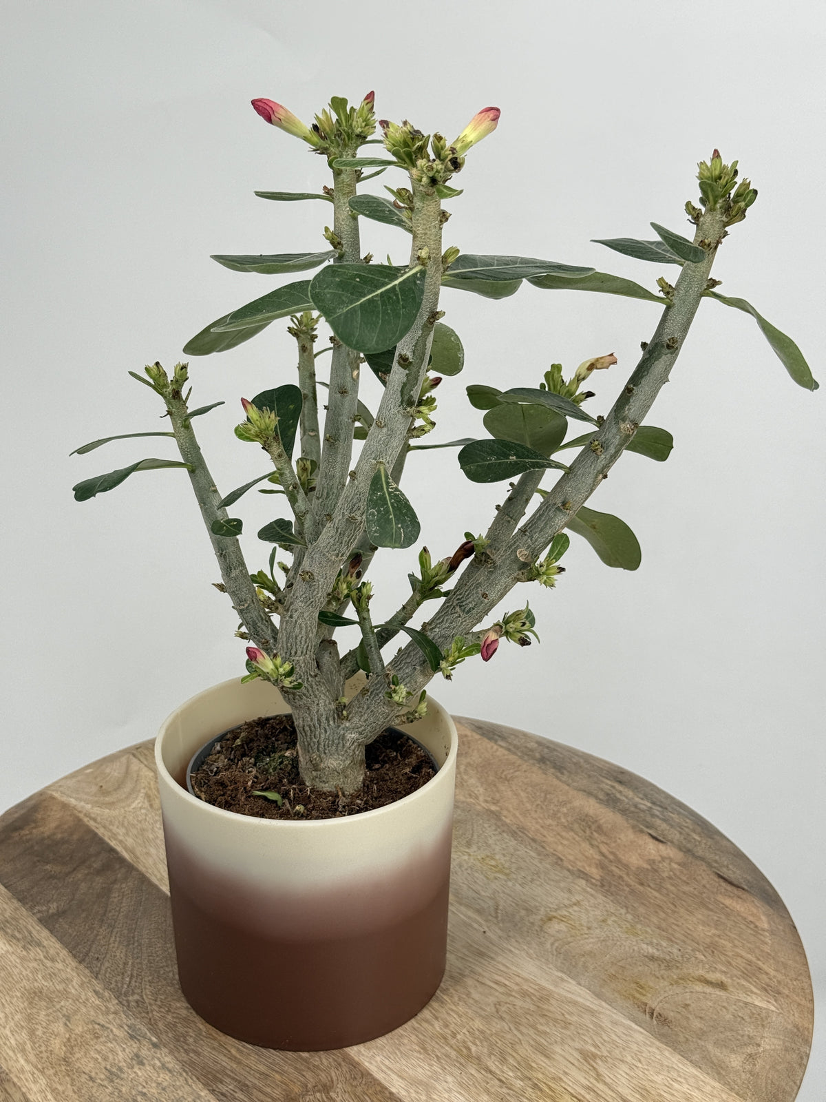 ADENIUM OBESUM M14
