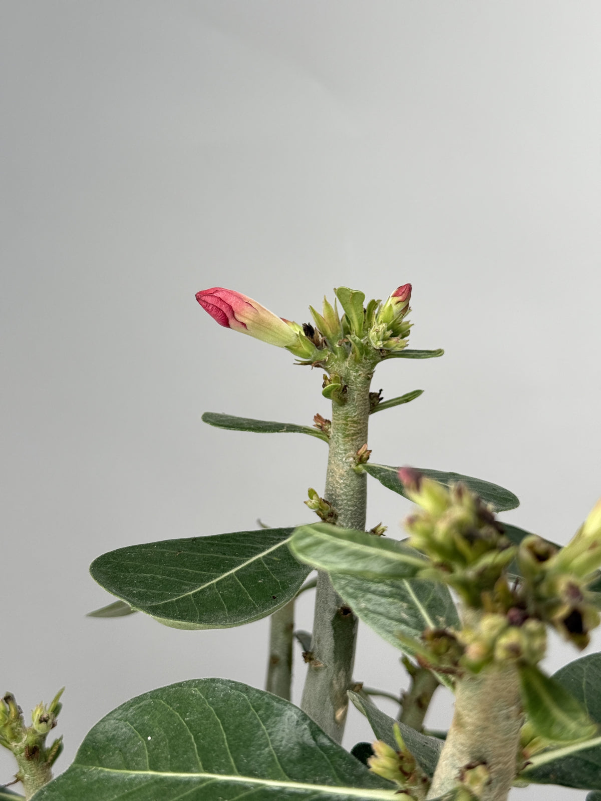 ADENIUM OBESUM M14