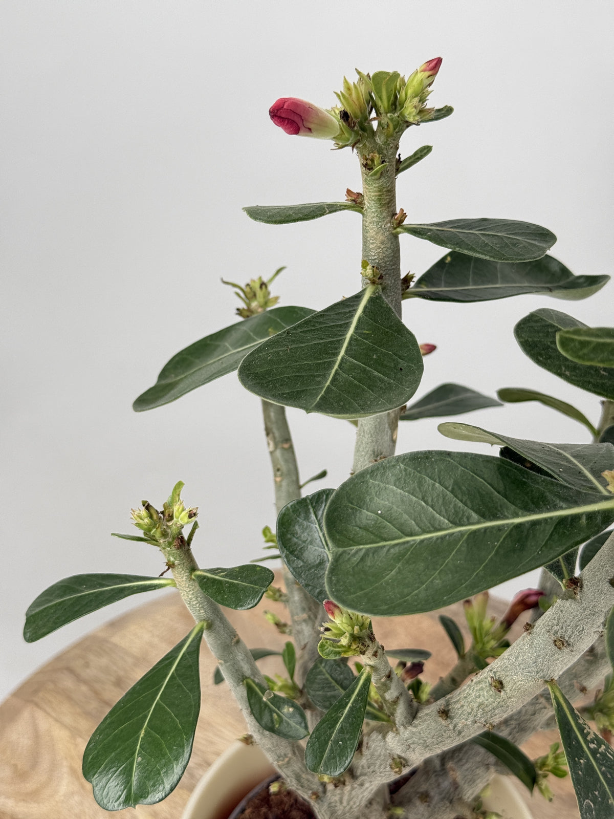 ADENIUM OBESUM M14