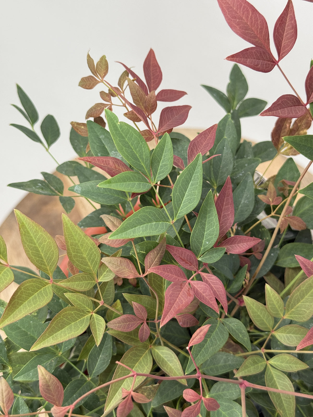NANDINA DOM. OBESSED M15