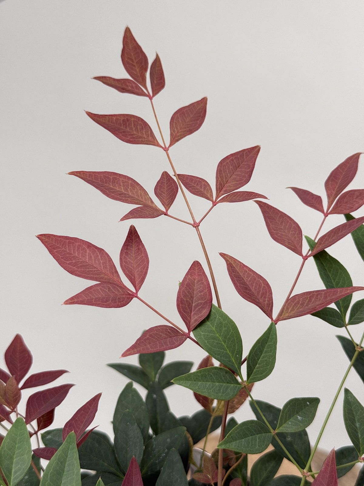 NANDINA DOM. OBESSED M15