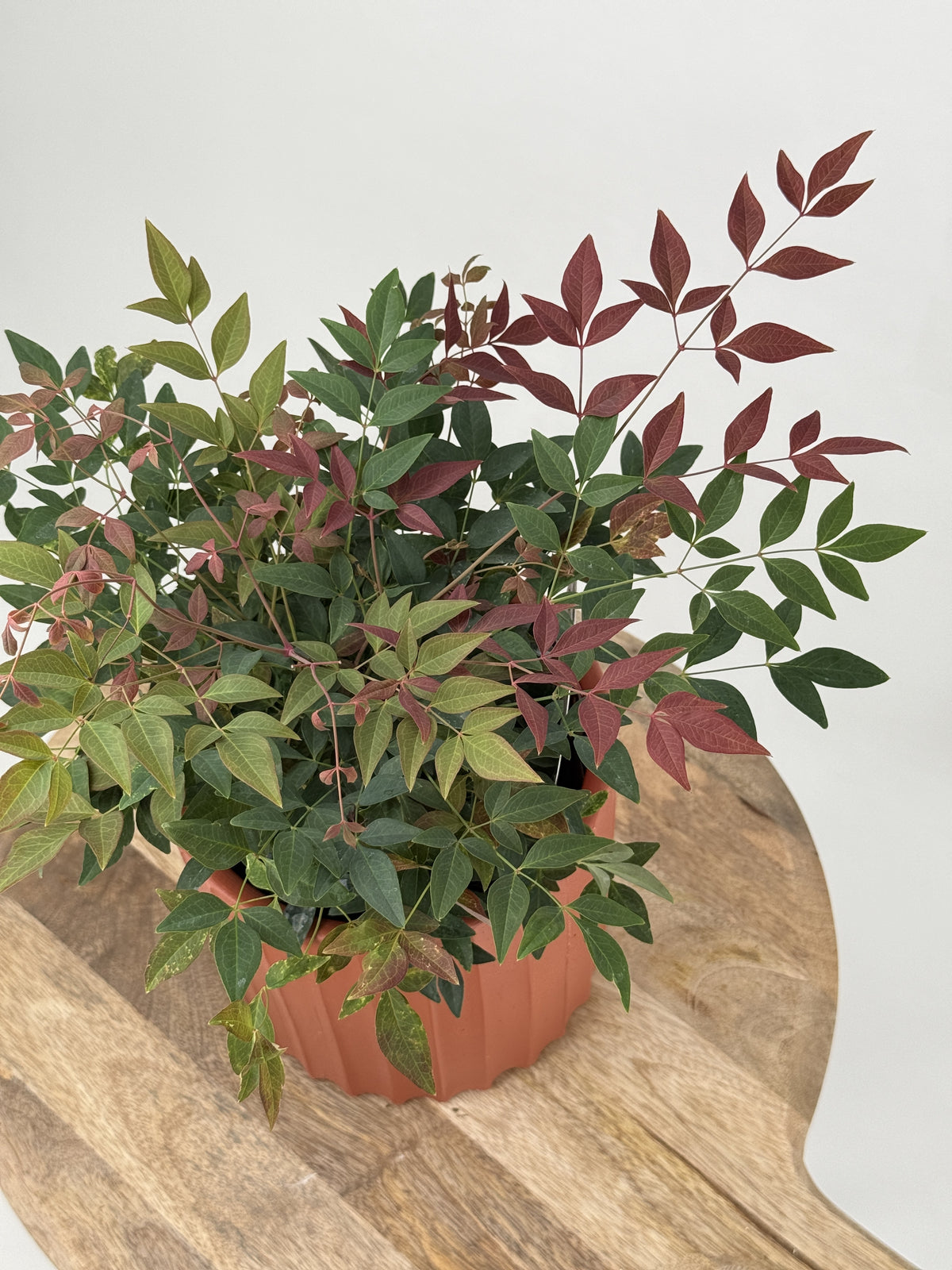 NANDINA DOM. OBESSED M15