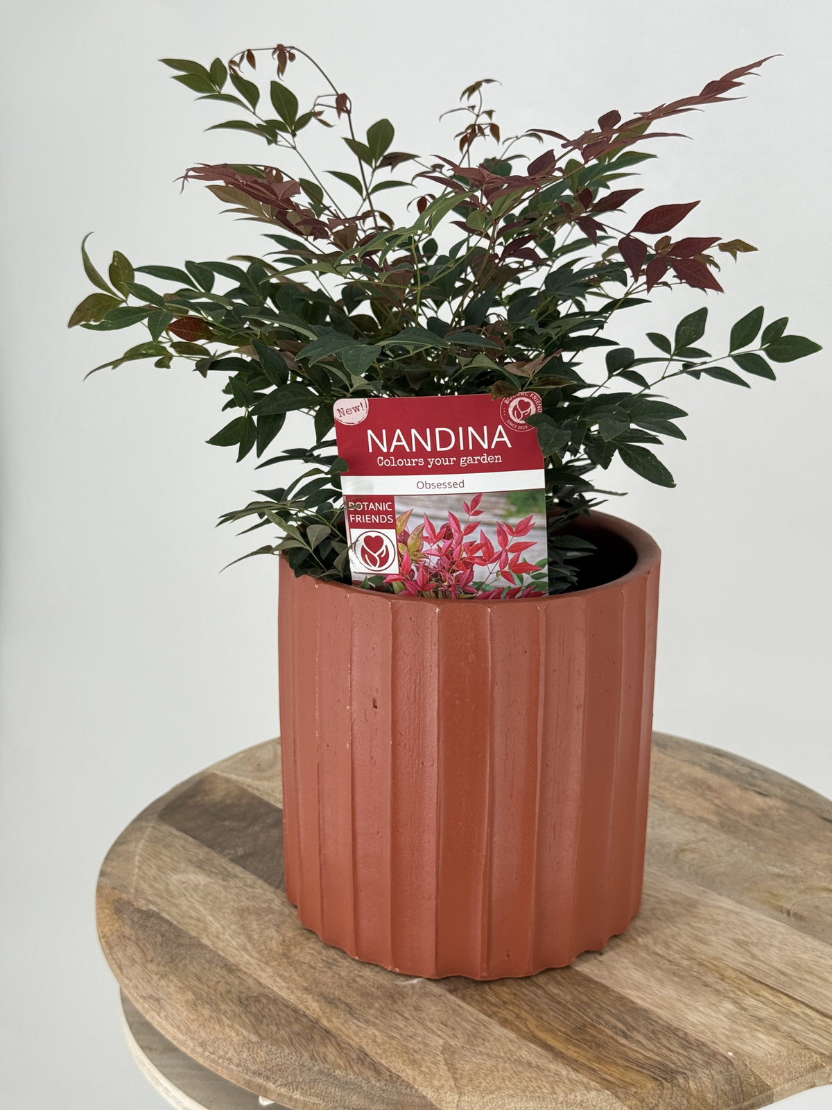NANDINA DOM. OBESSED M15