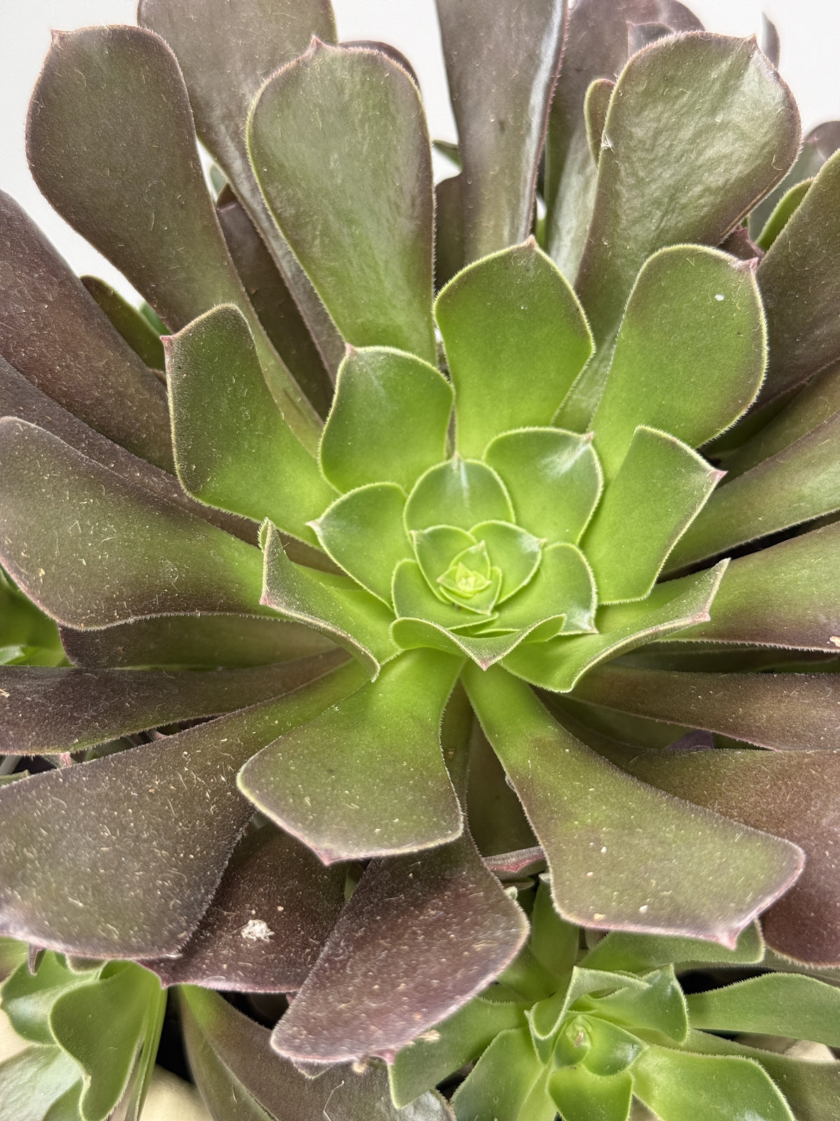 AEONIUM ARBOREUM M15