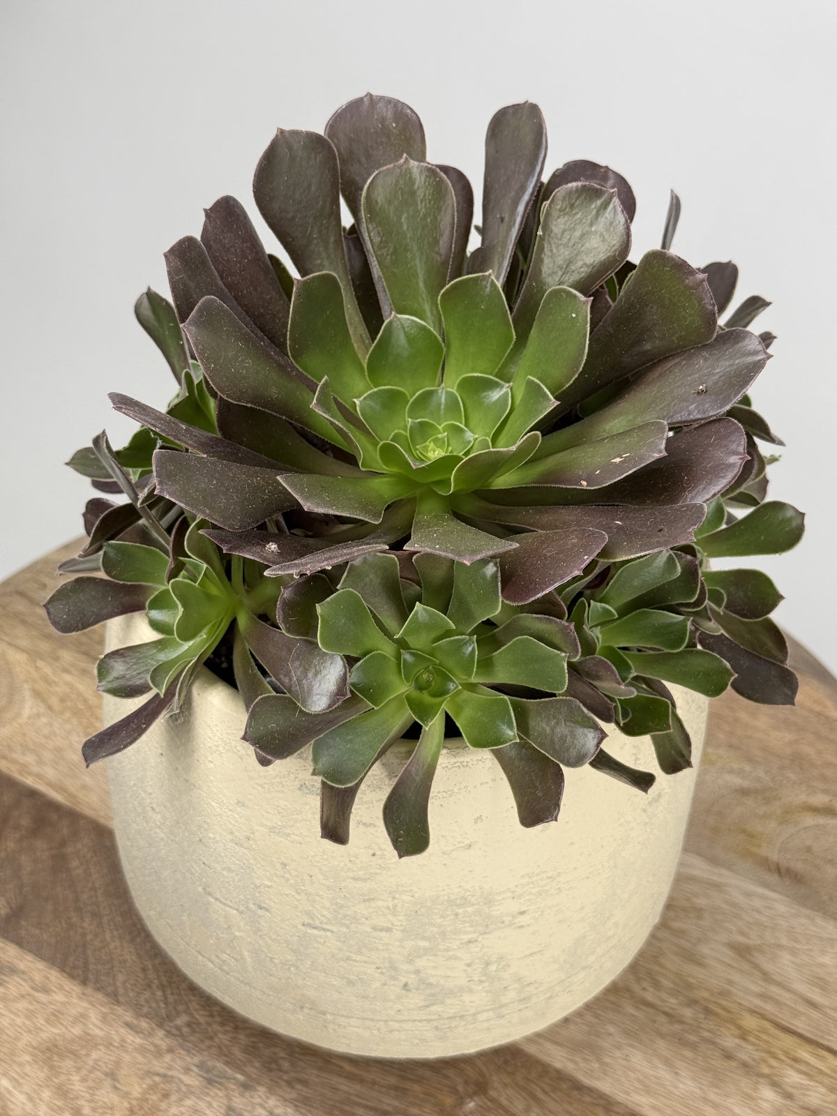 AEONIUM ARBOREUM M15