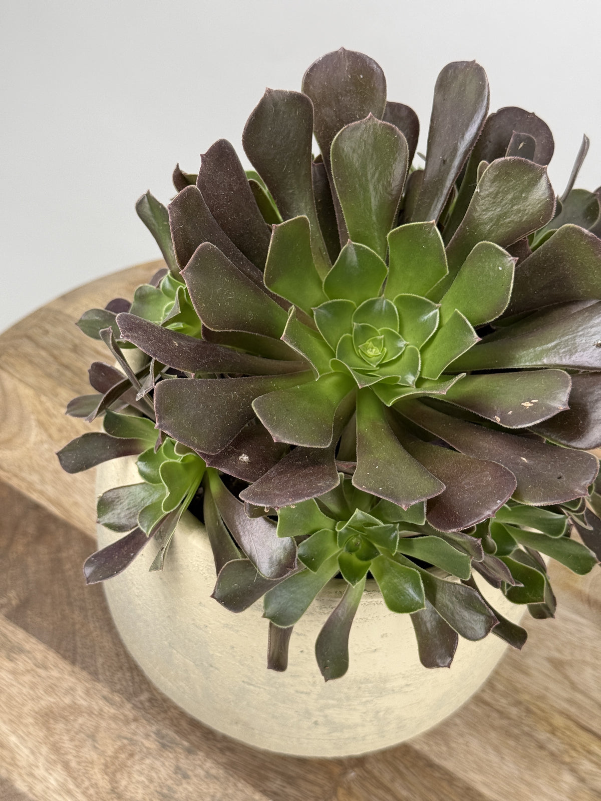 AEONIUM ARBOREUM M15
