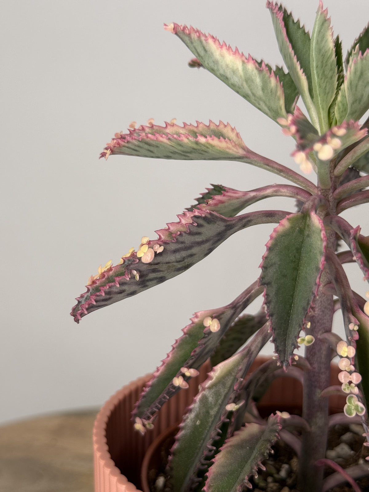 KALANCHOE ROSADO BUTTERFLY M12