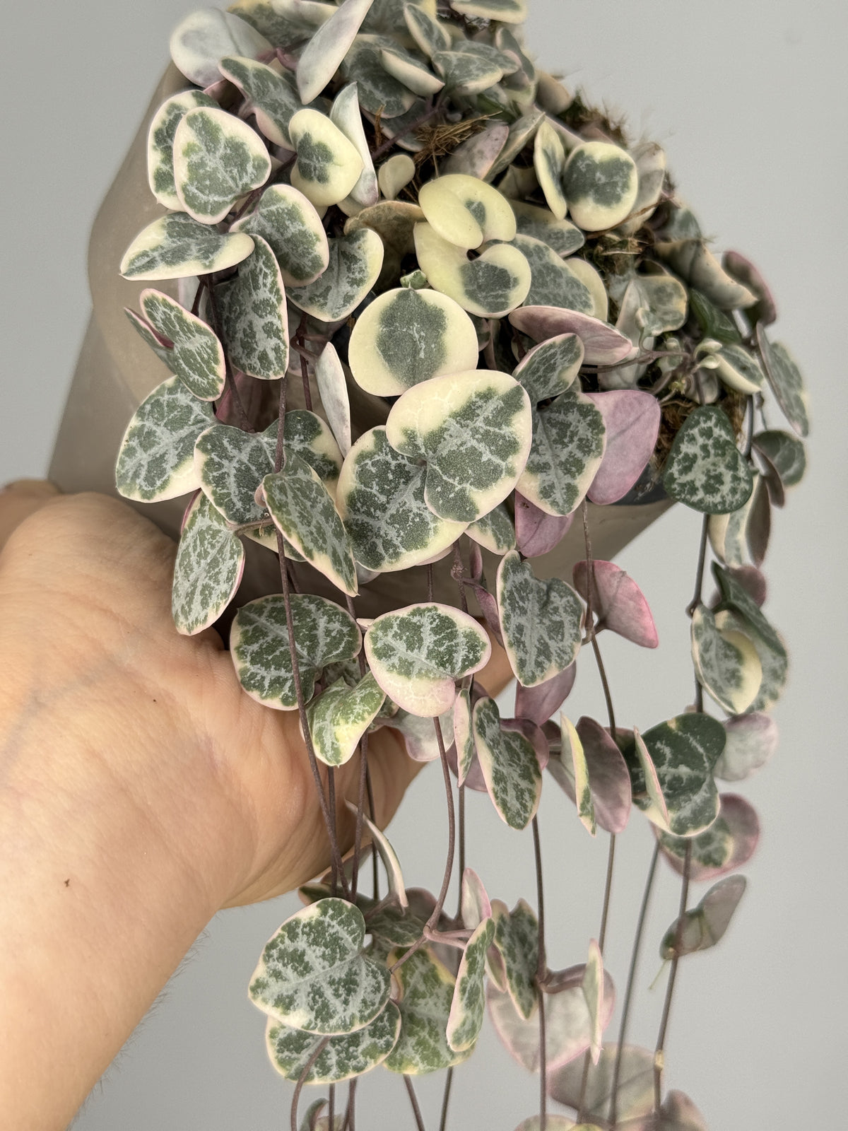 CEROPEGIA WOODII VARIEGATA HANGING