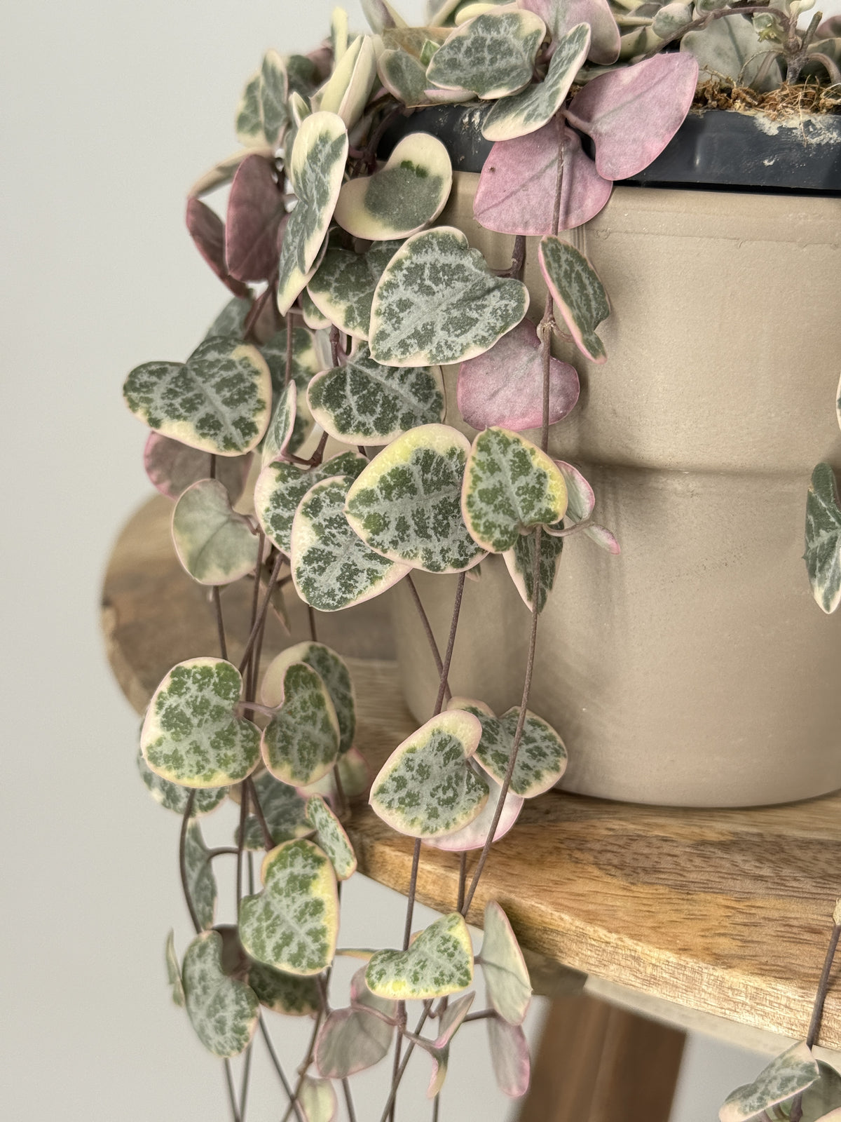 CEROPEGIA WOODII VARIEGATA HANGING
