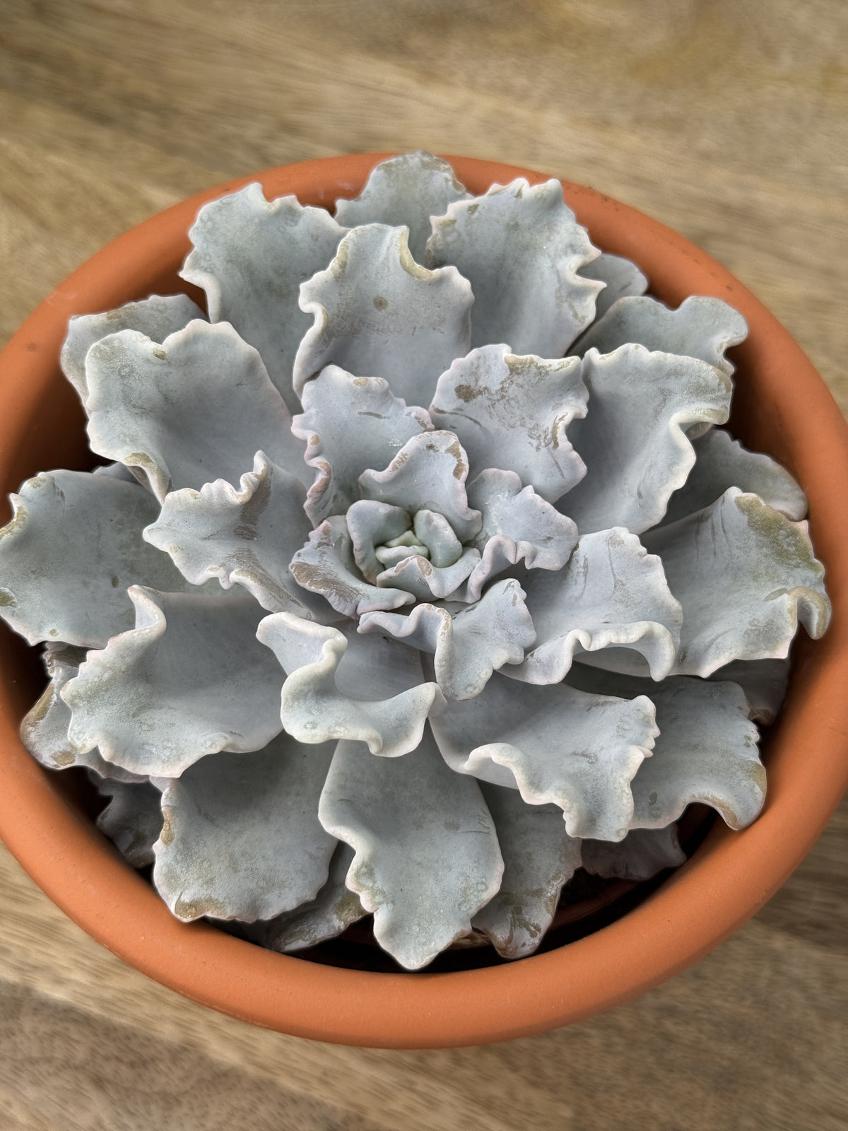ECHEVERIA CRISPY BEAUTY M10,5