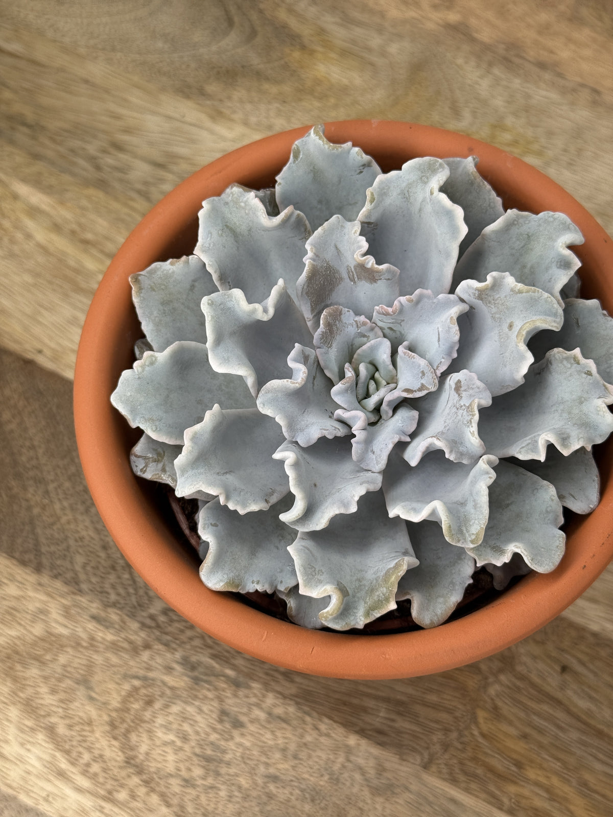 ECHEVERIA CRISPY BEAUTY M10,5